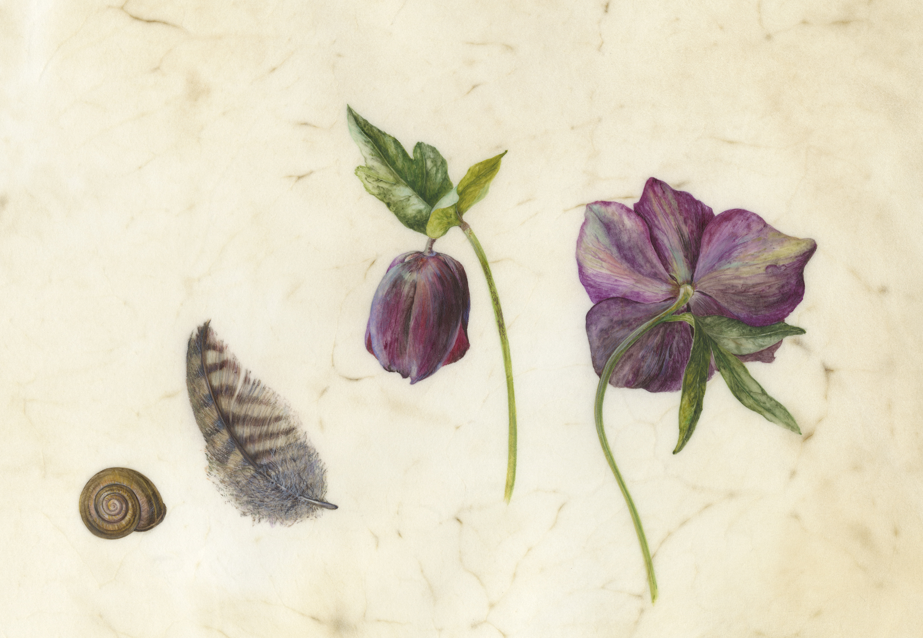 Hellebores, feather and snail