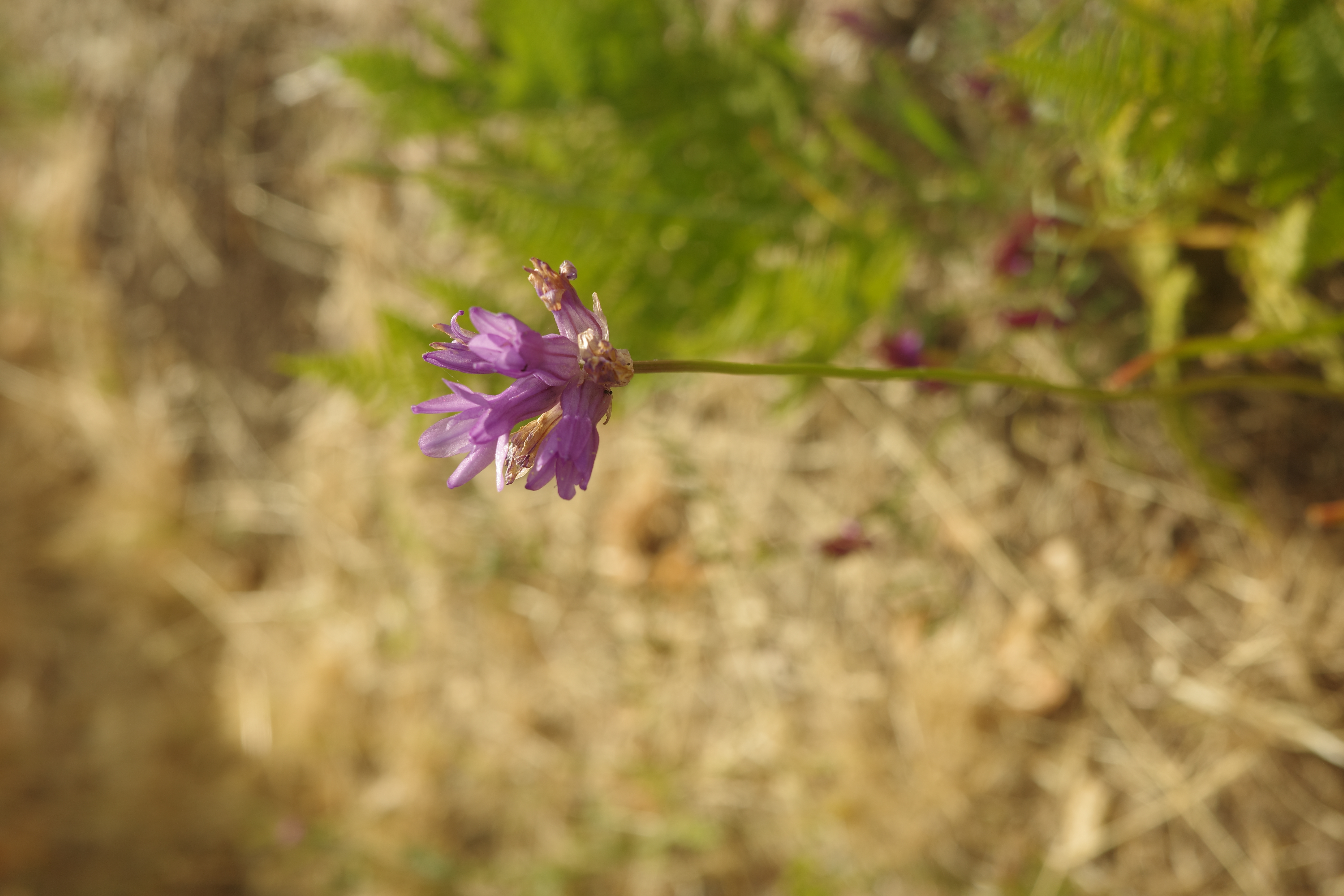 Dipterostemon capitatus — Blue dicks 