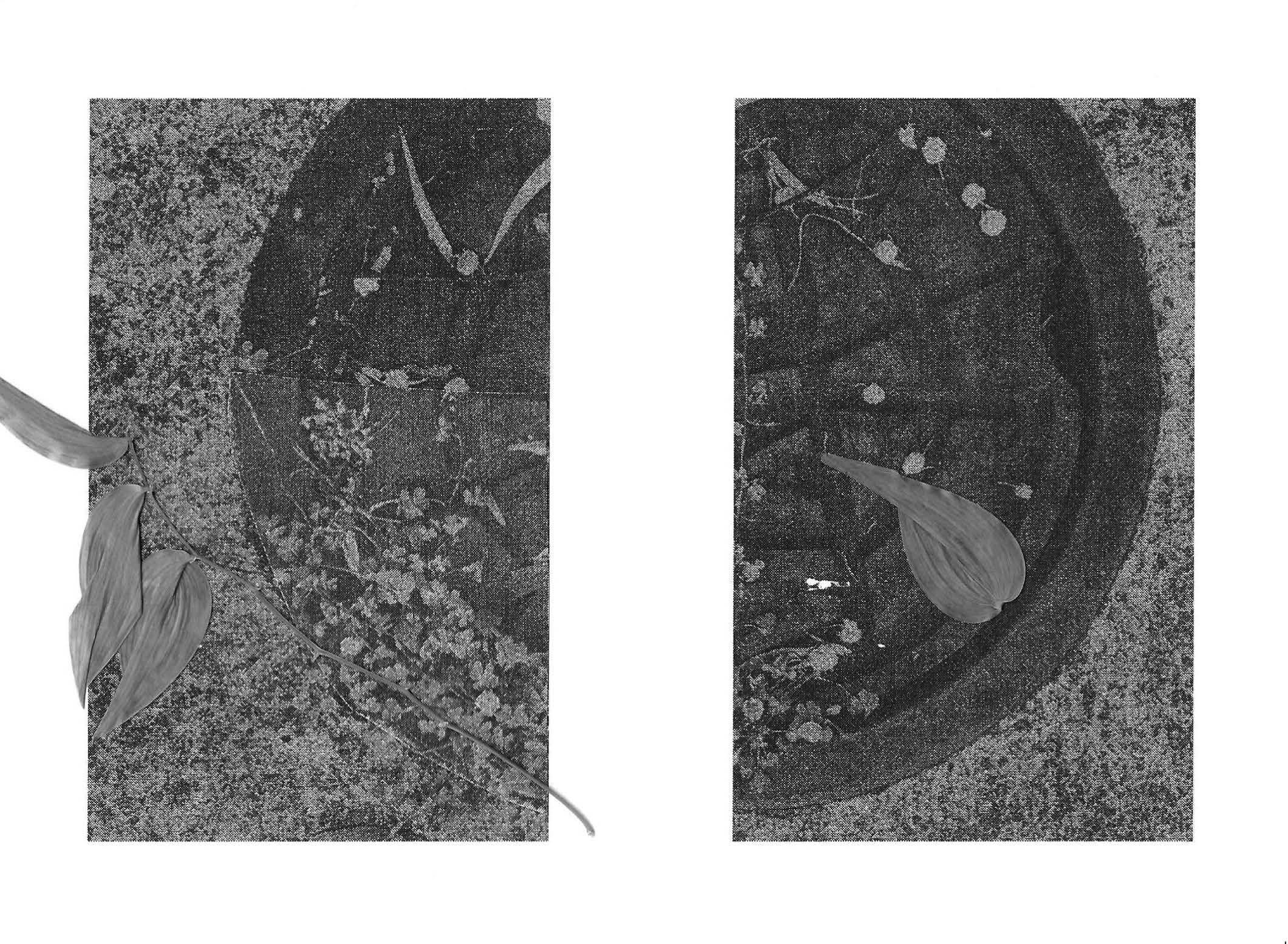 RUDERAL SPECIES — Makena Janssen