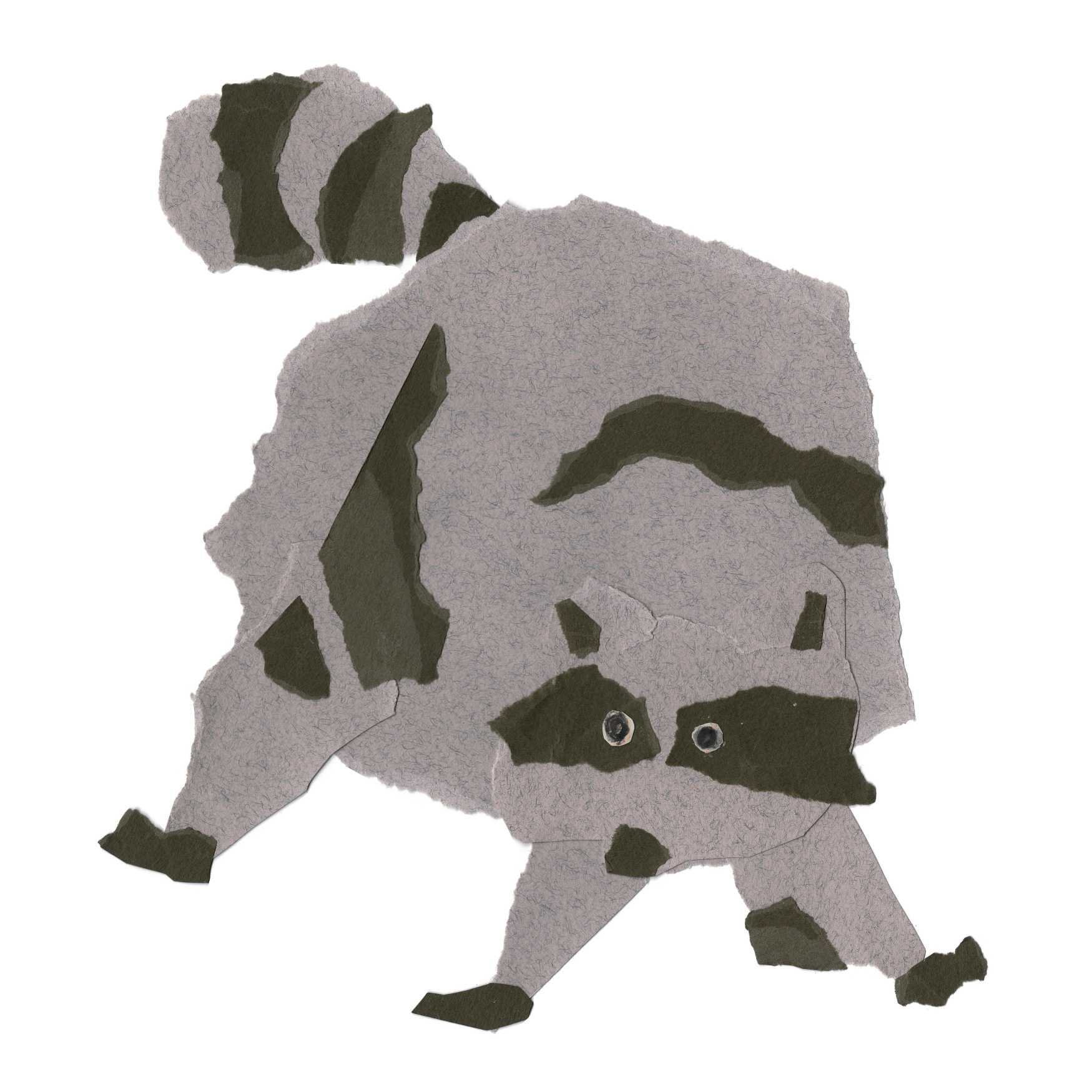 Collage of a raccoon which I turned into a screenprint. Paper collage, March 2023.
