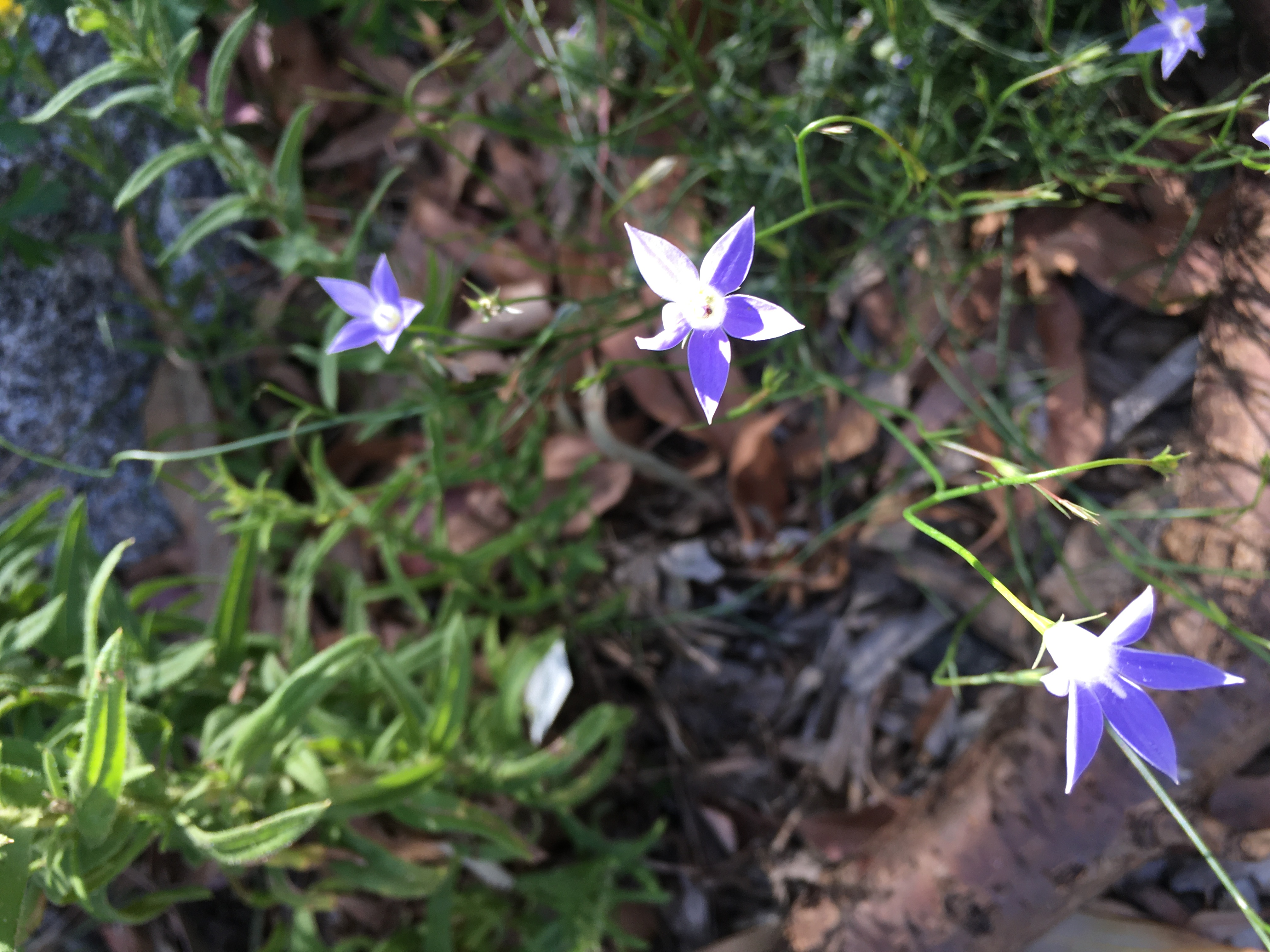wahlenbergia communis (tufted bluebell)