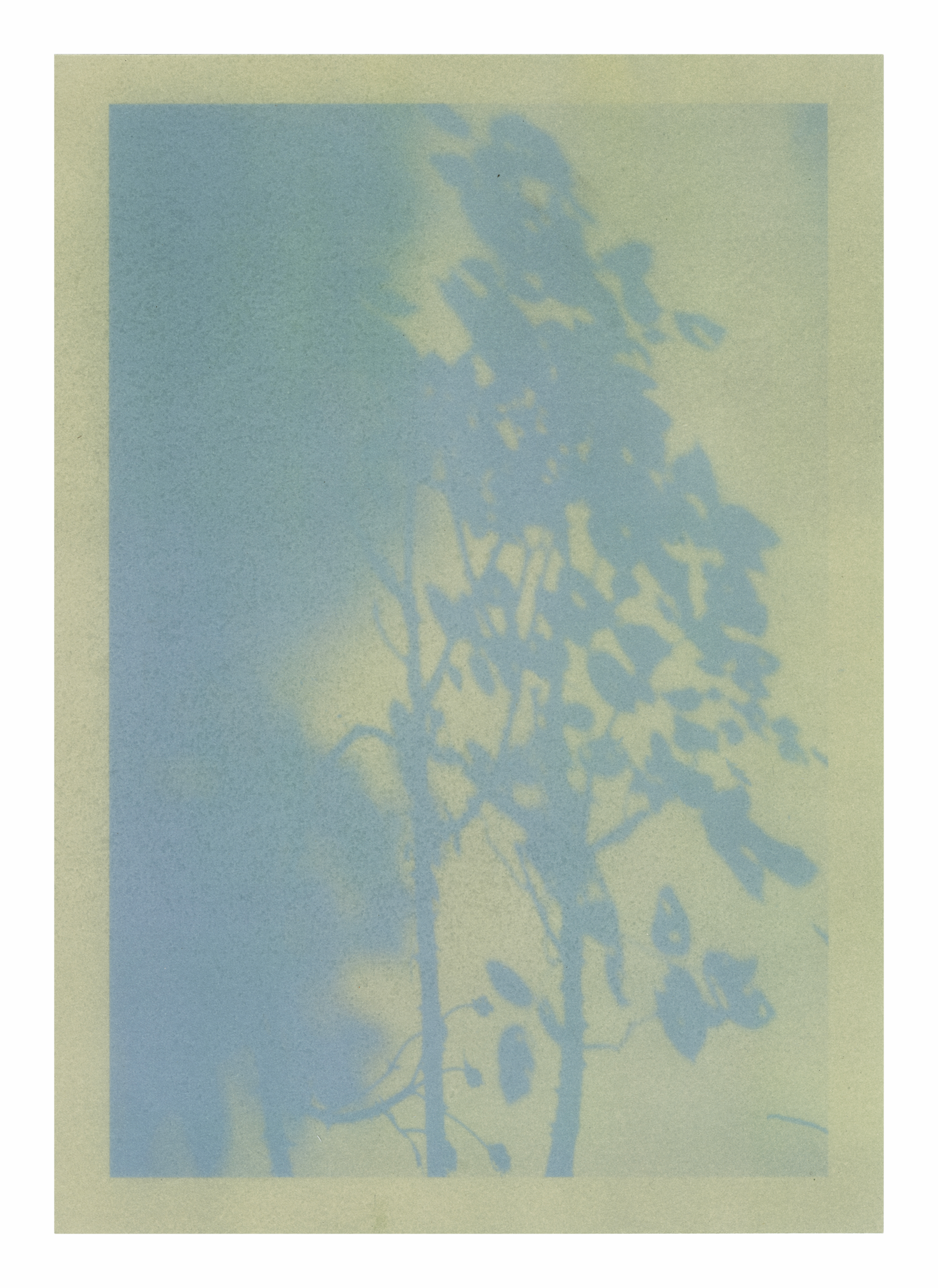 Summer Elegy, Cabbage Anthotype, 2022