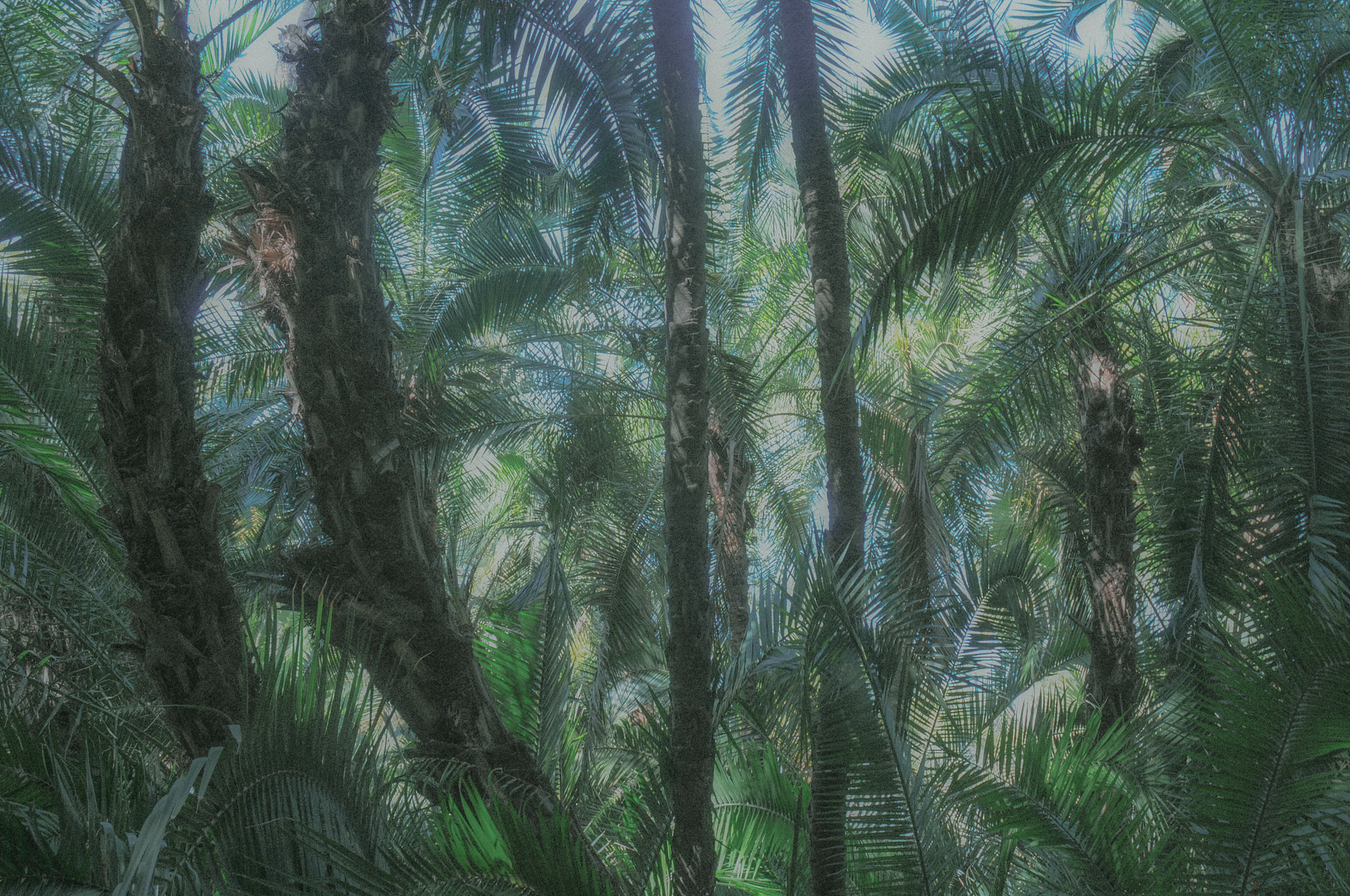 FV_Series_004_IMG_19_Eden