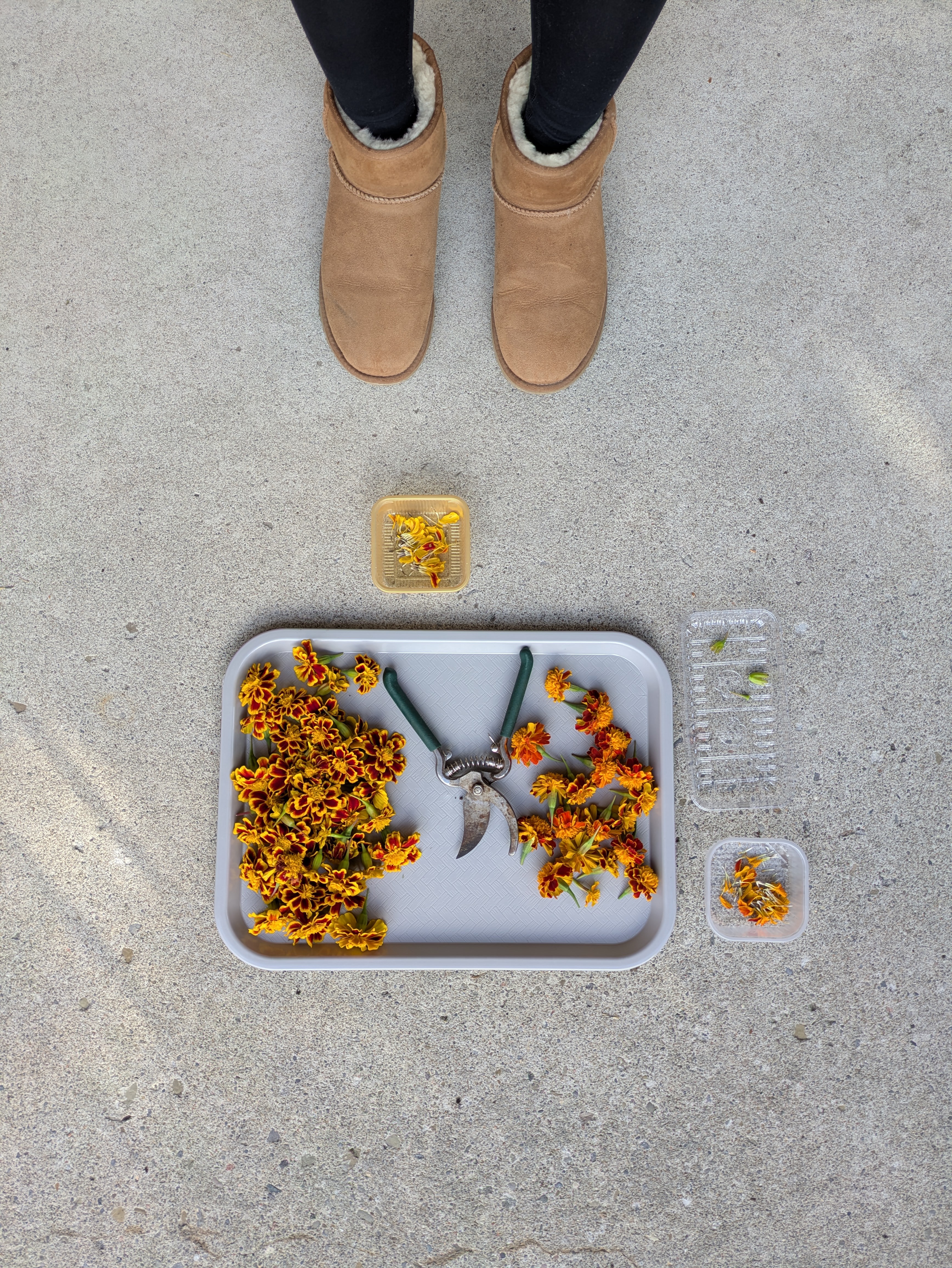 Nov 8, 2025: Seed harvesting