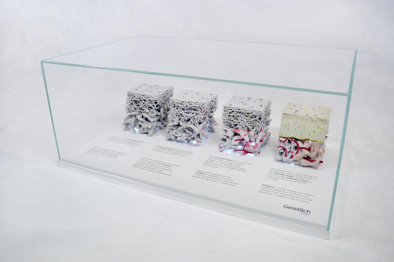 The models are displayed in a vitrine. (Photo: Rapidobject GmbH)
