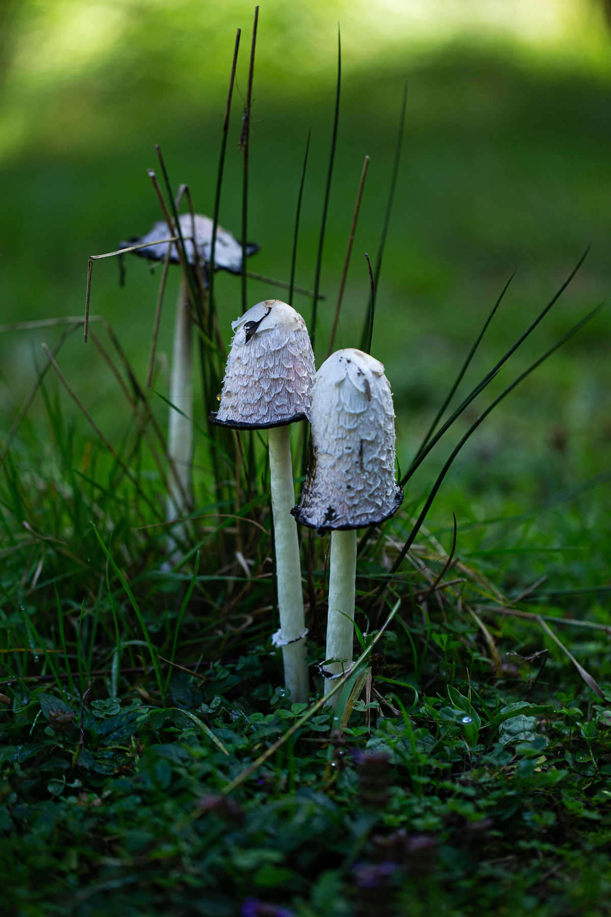 Pyrenees, France, 2019