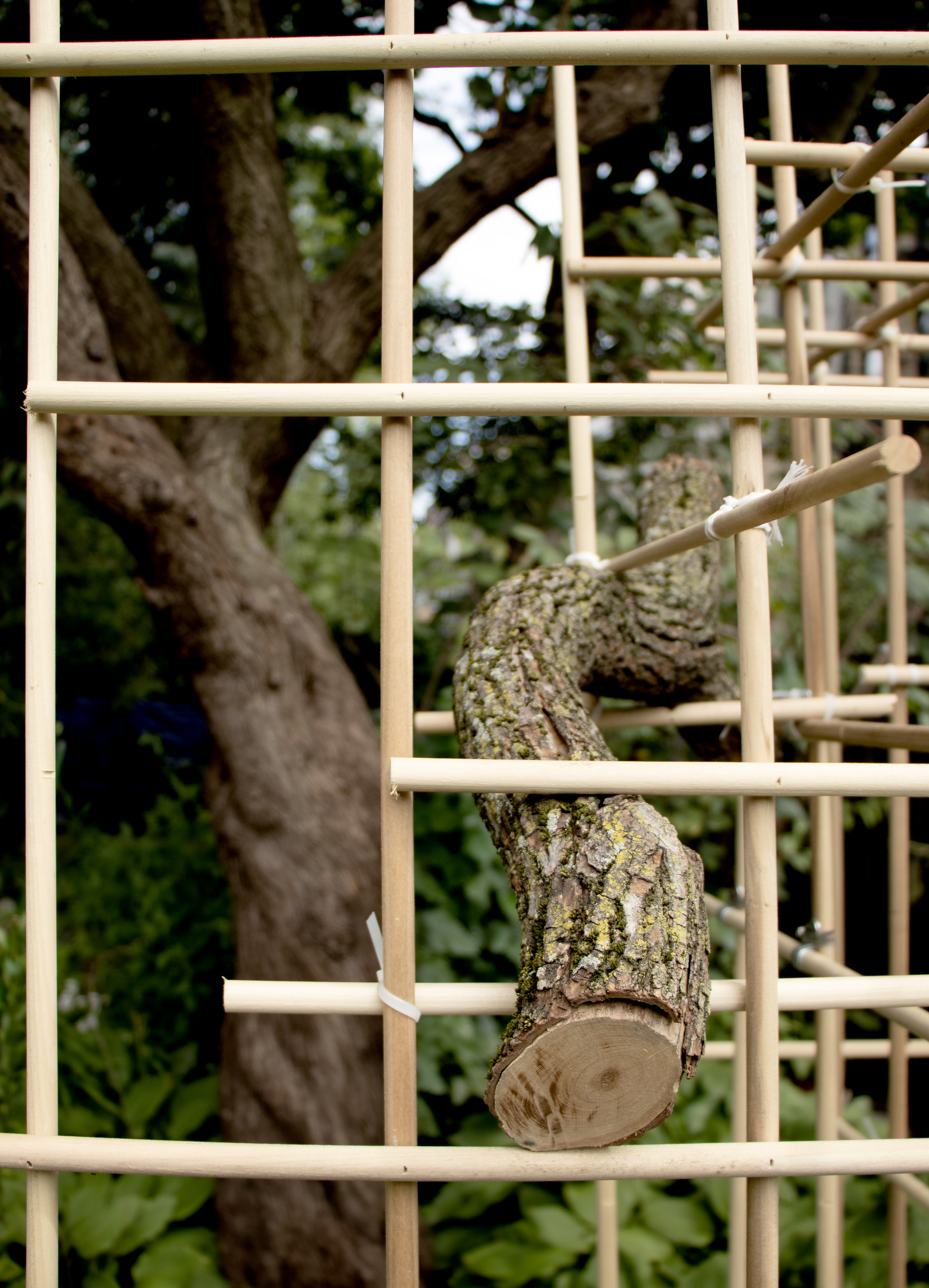 Phantom Limb, Chapter 2 | 72" x 36" x 36" | Dowels, branches, clamps, rope, zip ties