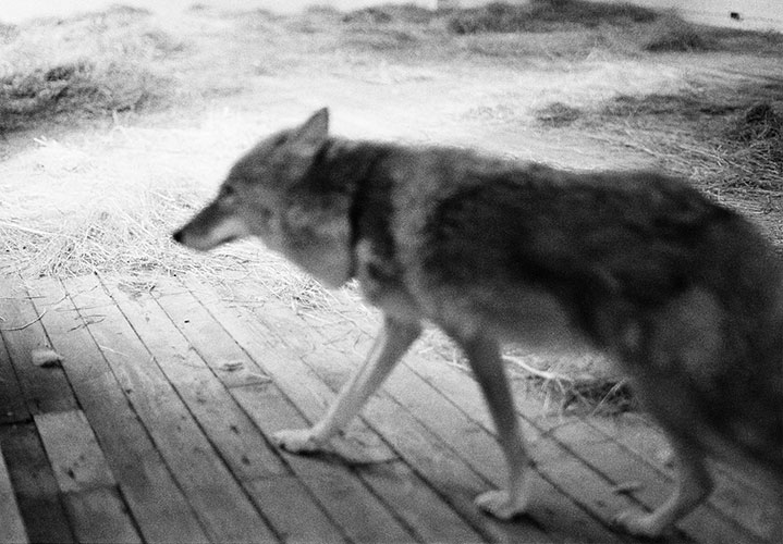 Joseph Beuys: Coyote / Photographs by Caroline Tisdall