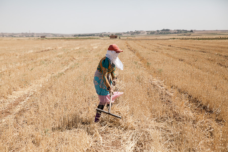 Juin 2014. Moissons. Le travail des champs est principalement l'oeuvre des femmes. Elles ne touchent qu'un tr&egrave;s faible revenu pour des journ&eacute;es de travail harassantes.