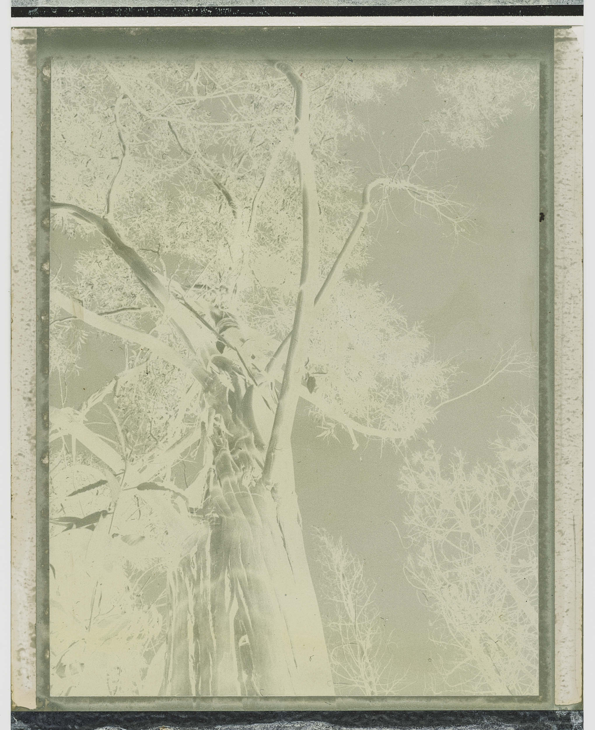 polaroid mother nature VII | Portugal 2019