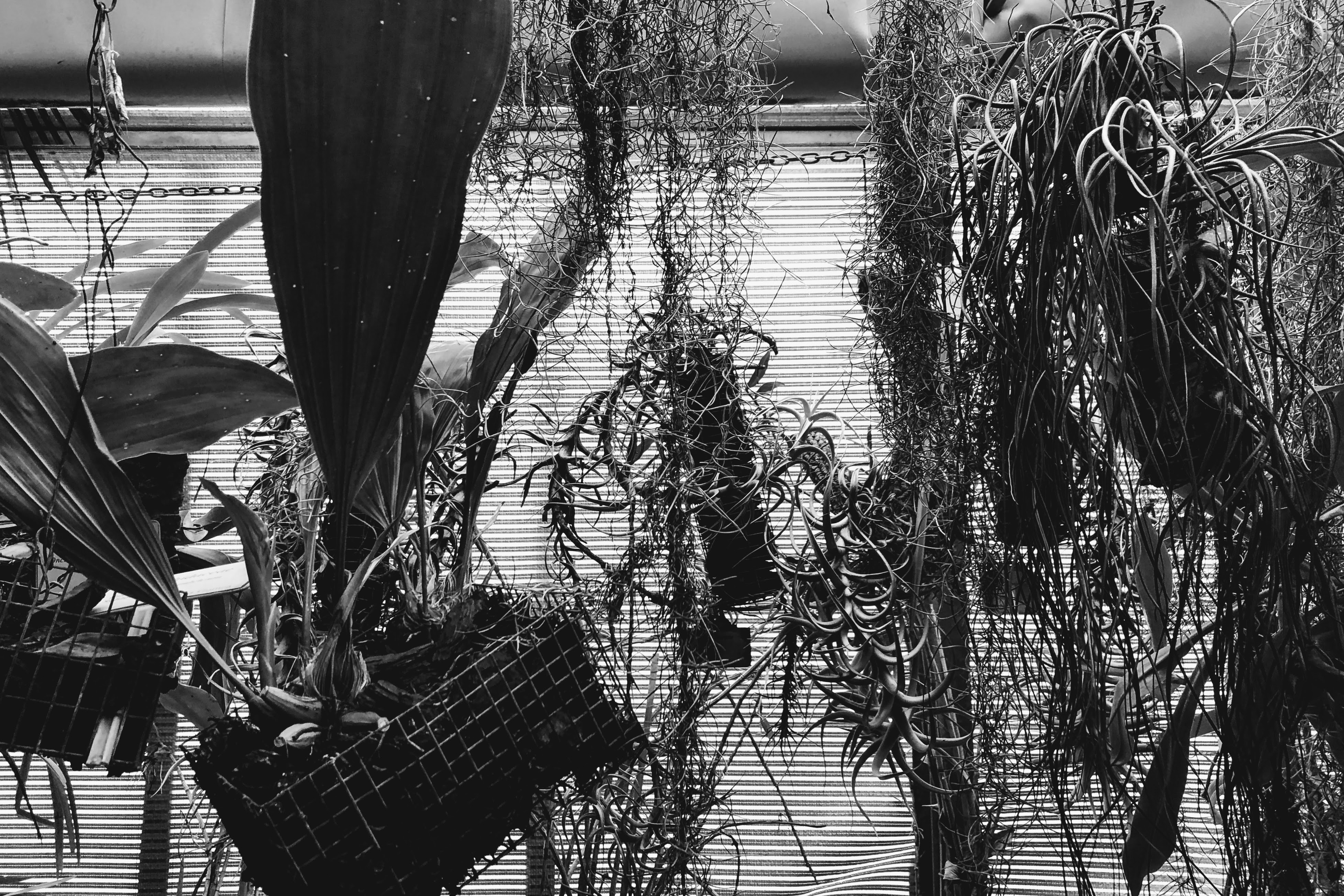 Orto Botanico, Bologna, 2-2-19