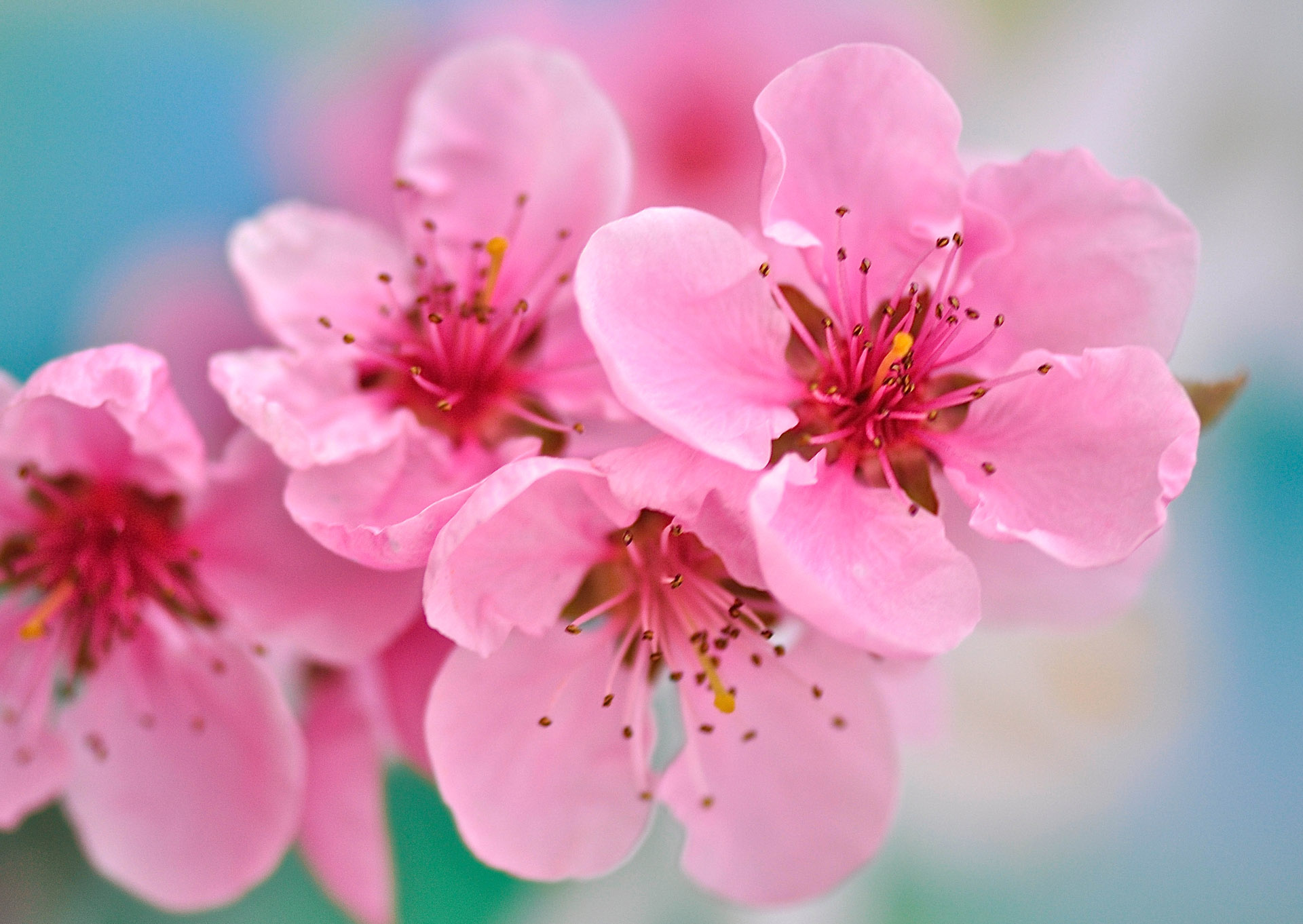 Nr. 276 Prunus dulcis / Mandelblüte