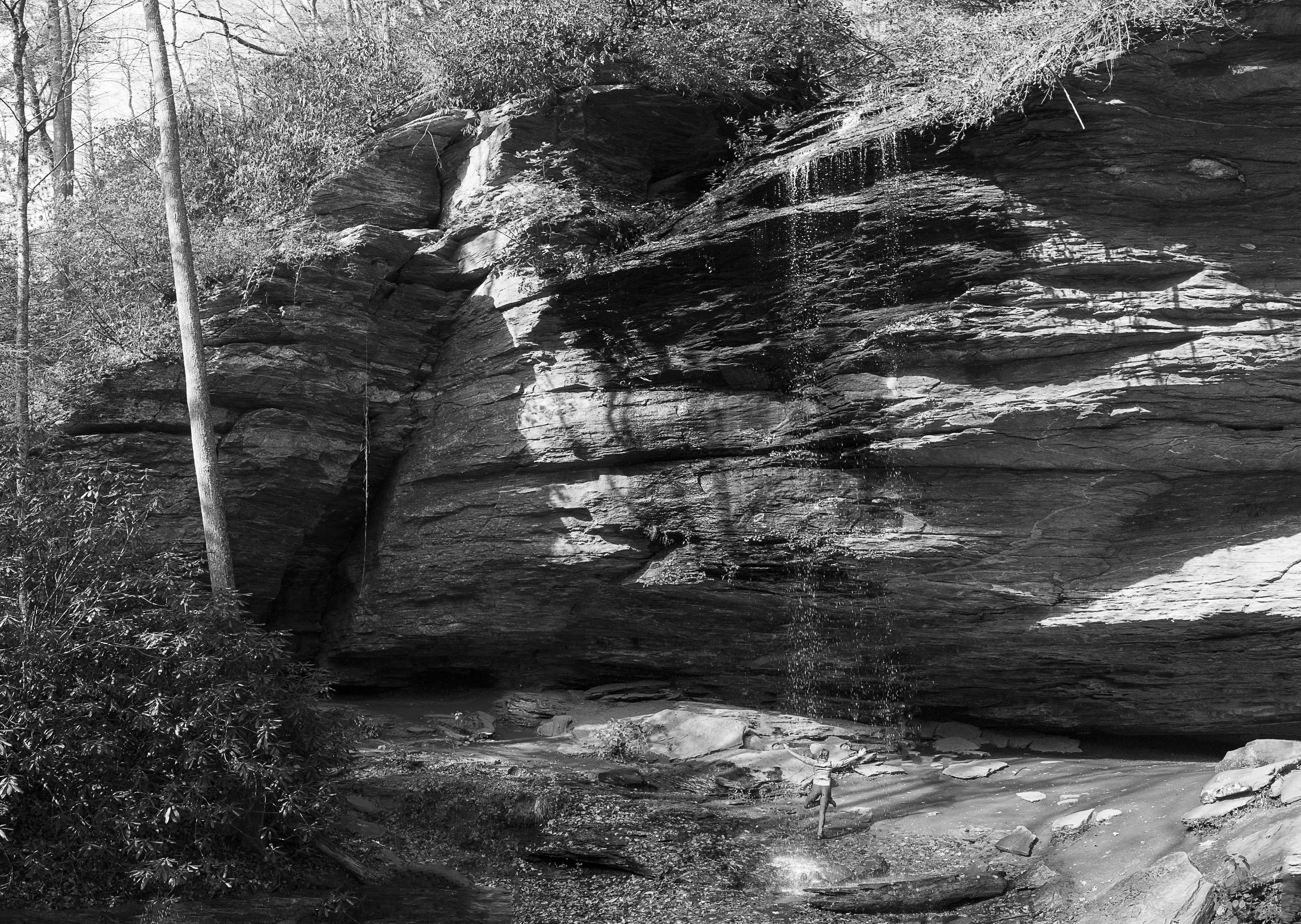 Tree - Selenium toned carbon ink on Arches Bright White mold made rag - 31" x 25"