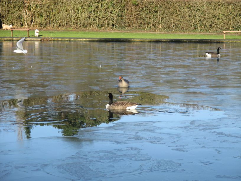 Ice inhibits the mobility of boats and birds in Bournville (Photo: Rosemary)