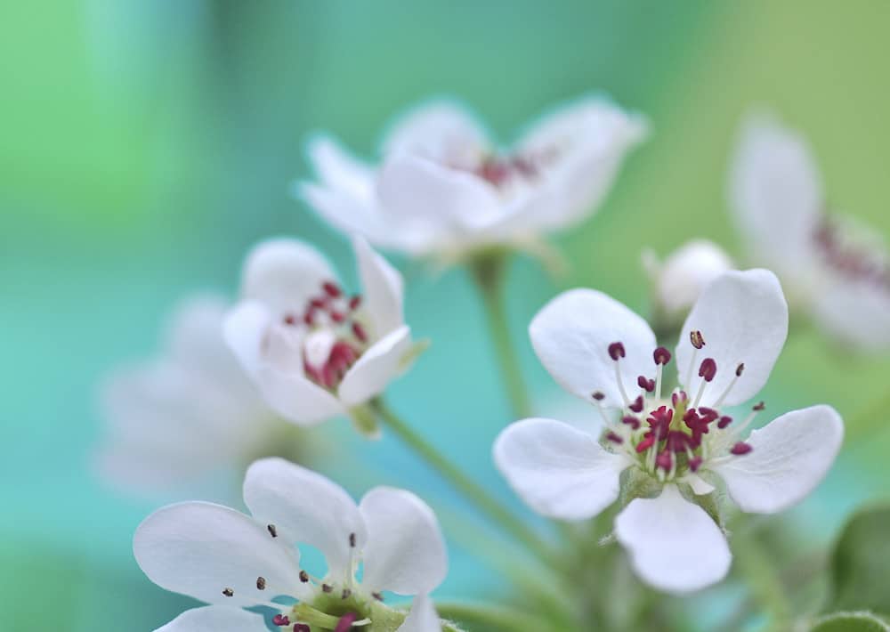 Nr. 150 Birne / Pyrus communis