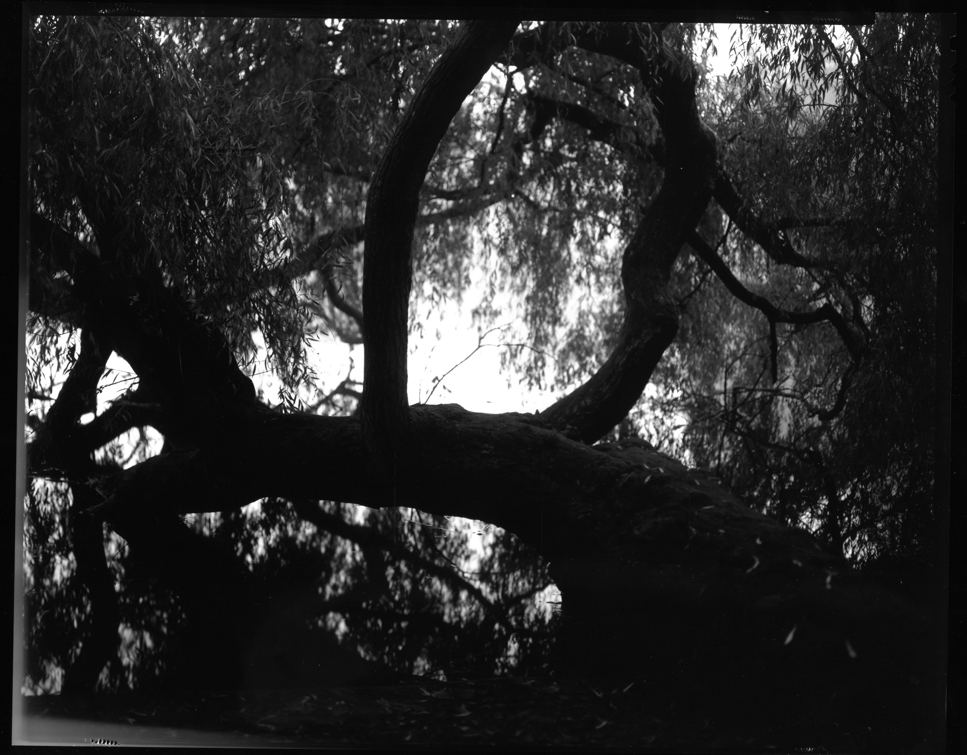 Night Tree, Vondelpark, Amsterdam, Holland, 2007