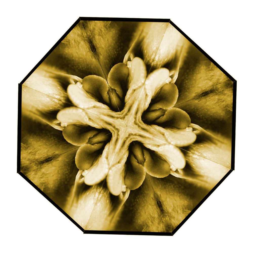 2006 03The Colourful Flowers of Delight