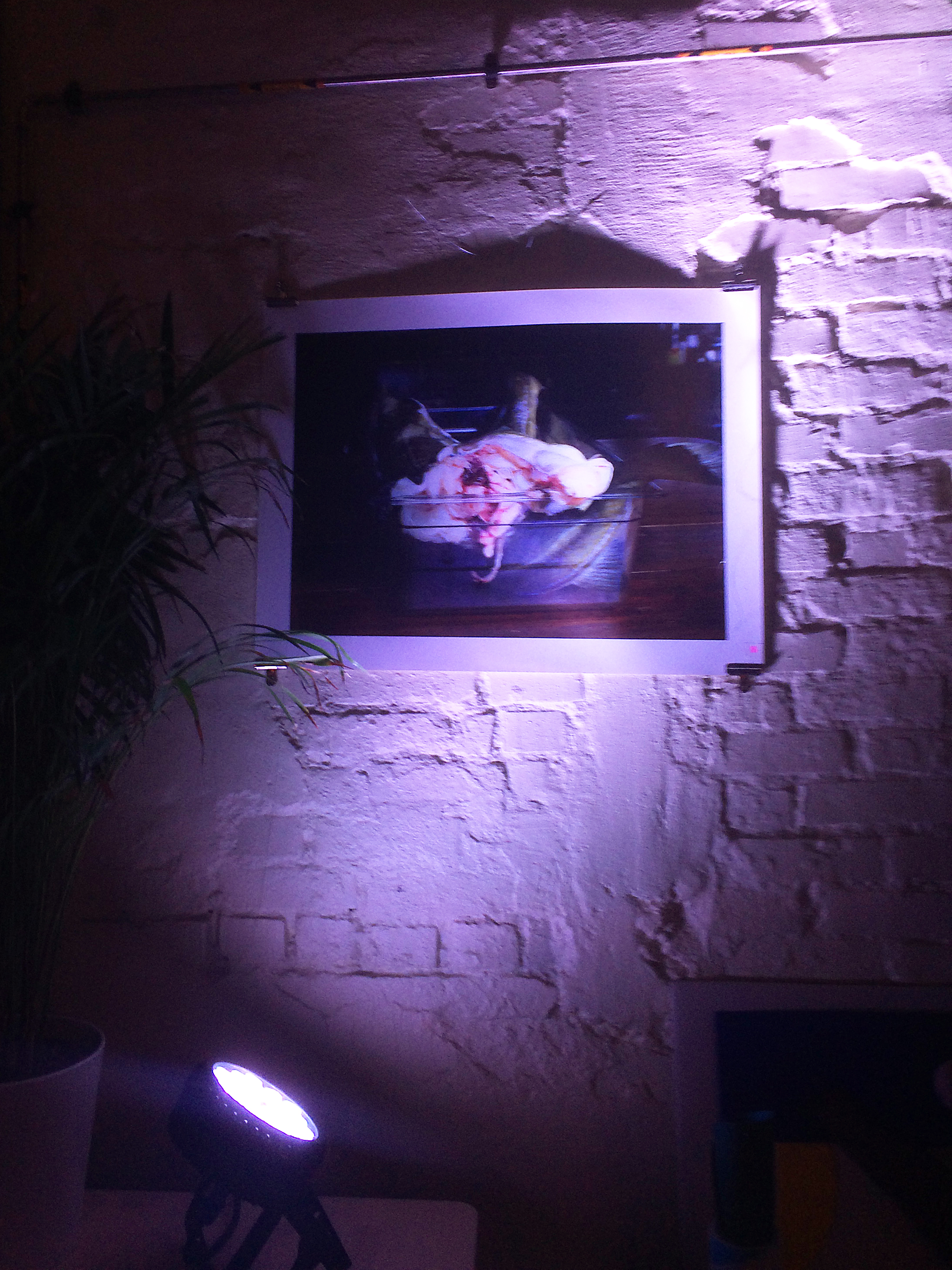 Still life, fish, 2015