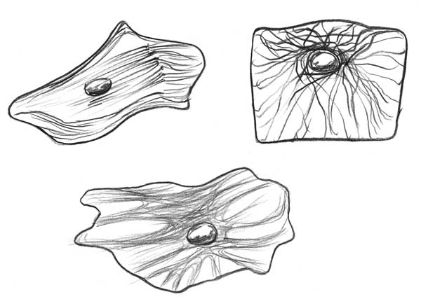 cytoskeleton drawing