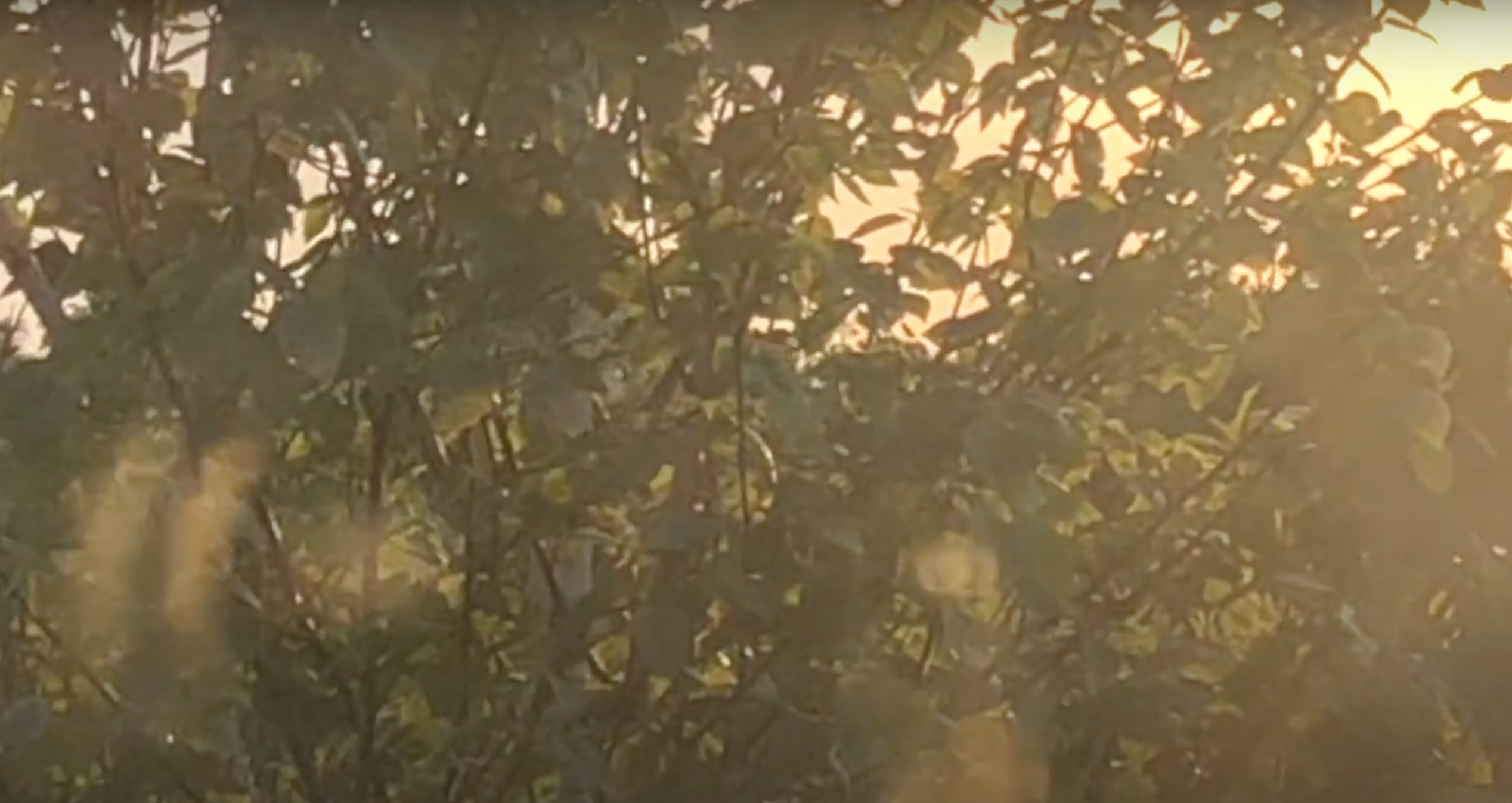 Image: still by Lara Agar