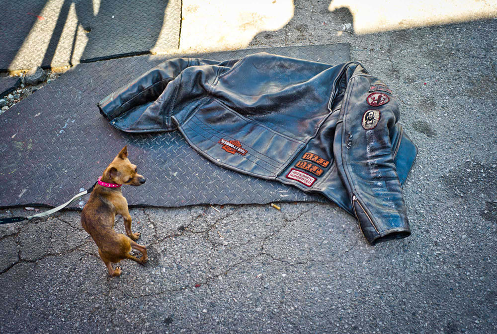 Motorrad Lederjacke liegend auf dem Asphalt daneben sieht man einen kleinen Hund.