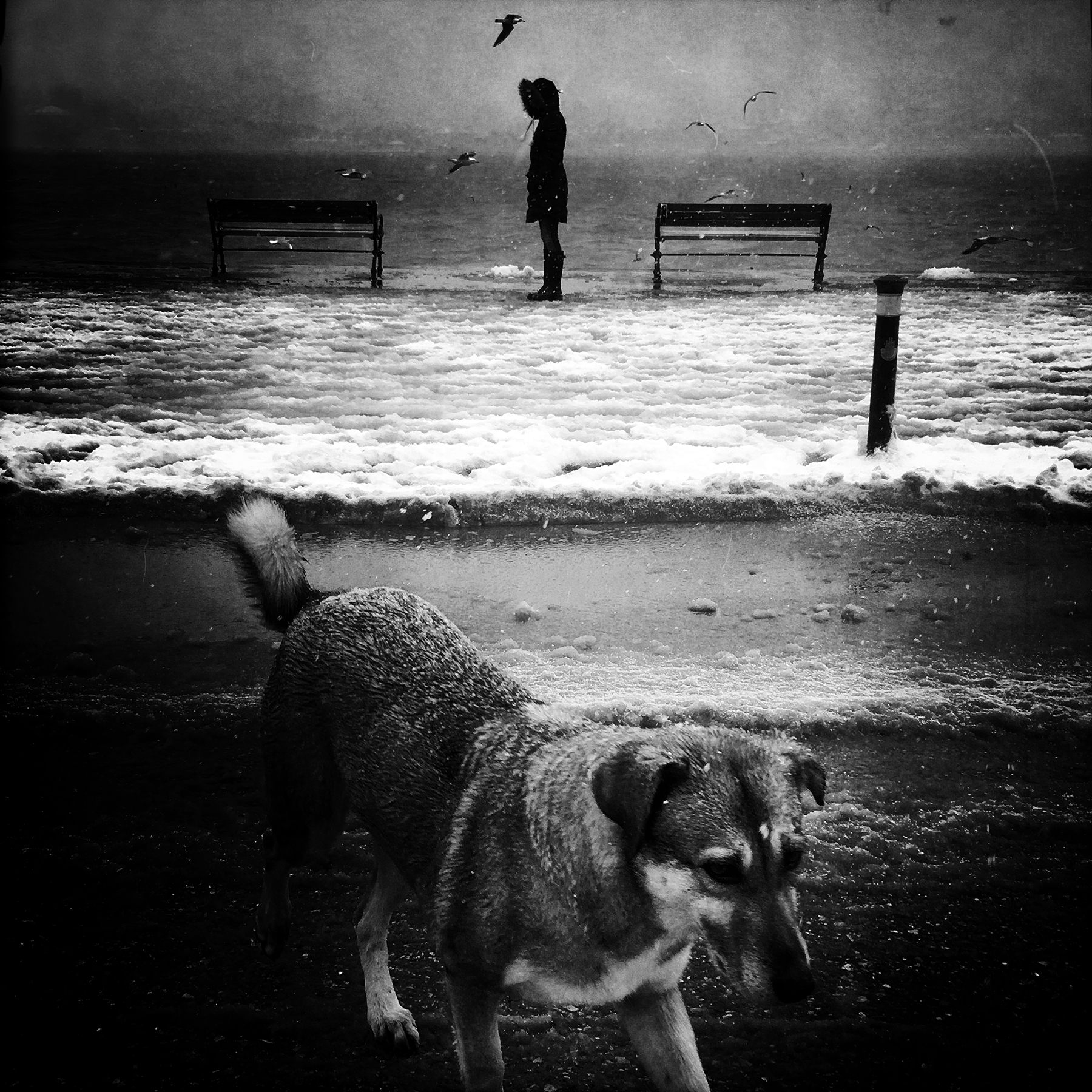 Stray Dog • 20x20cm • 10 editions