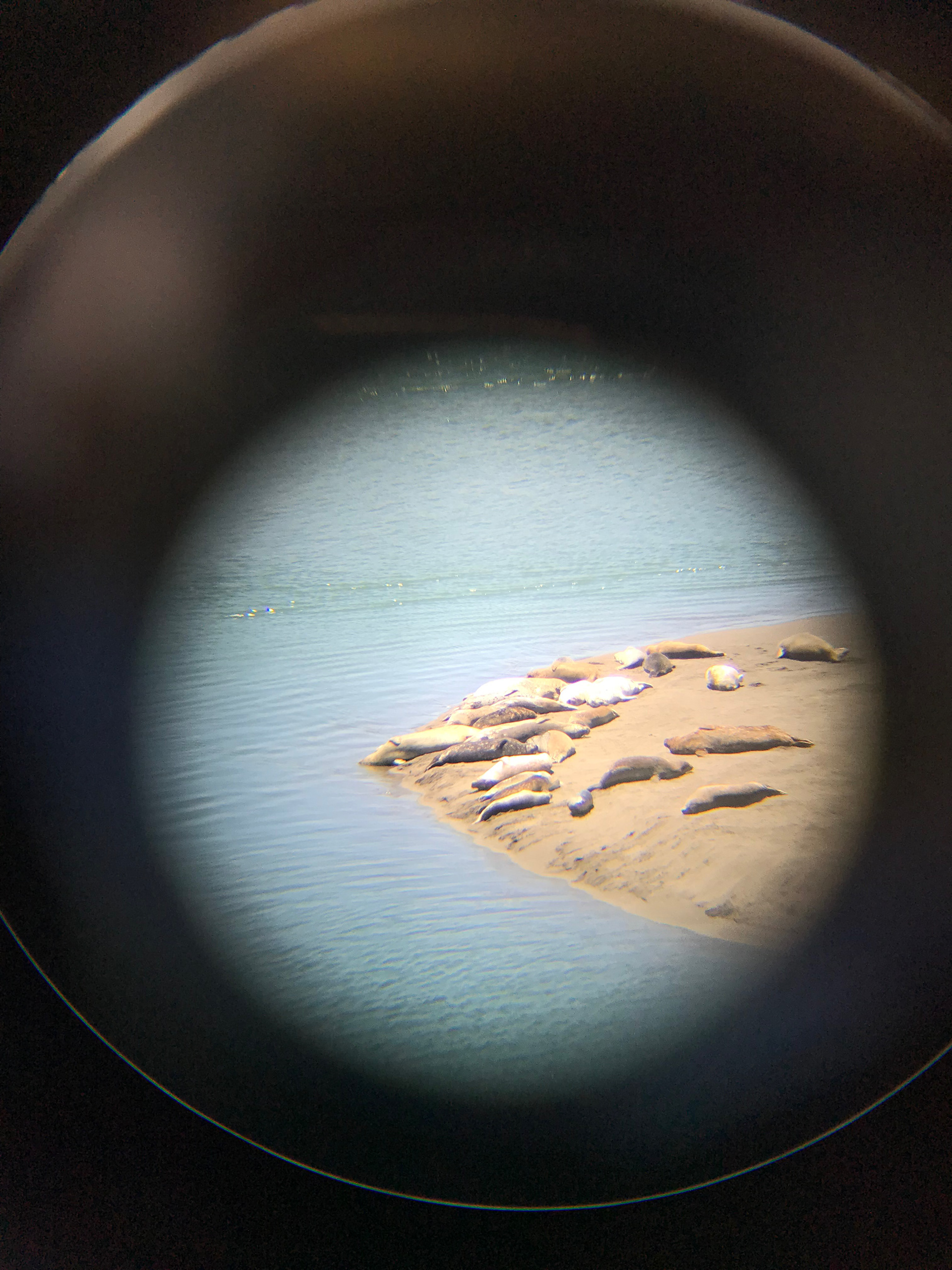 Harbor Seals, Jenner, CA