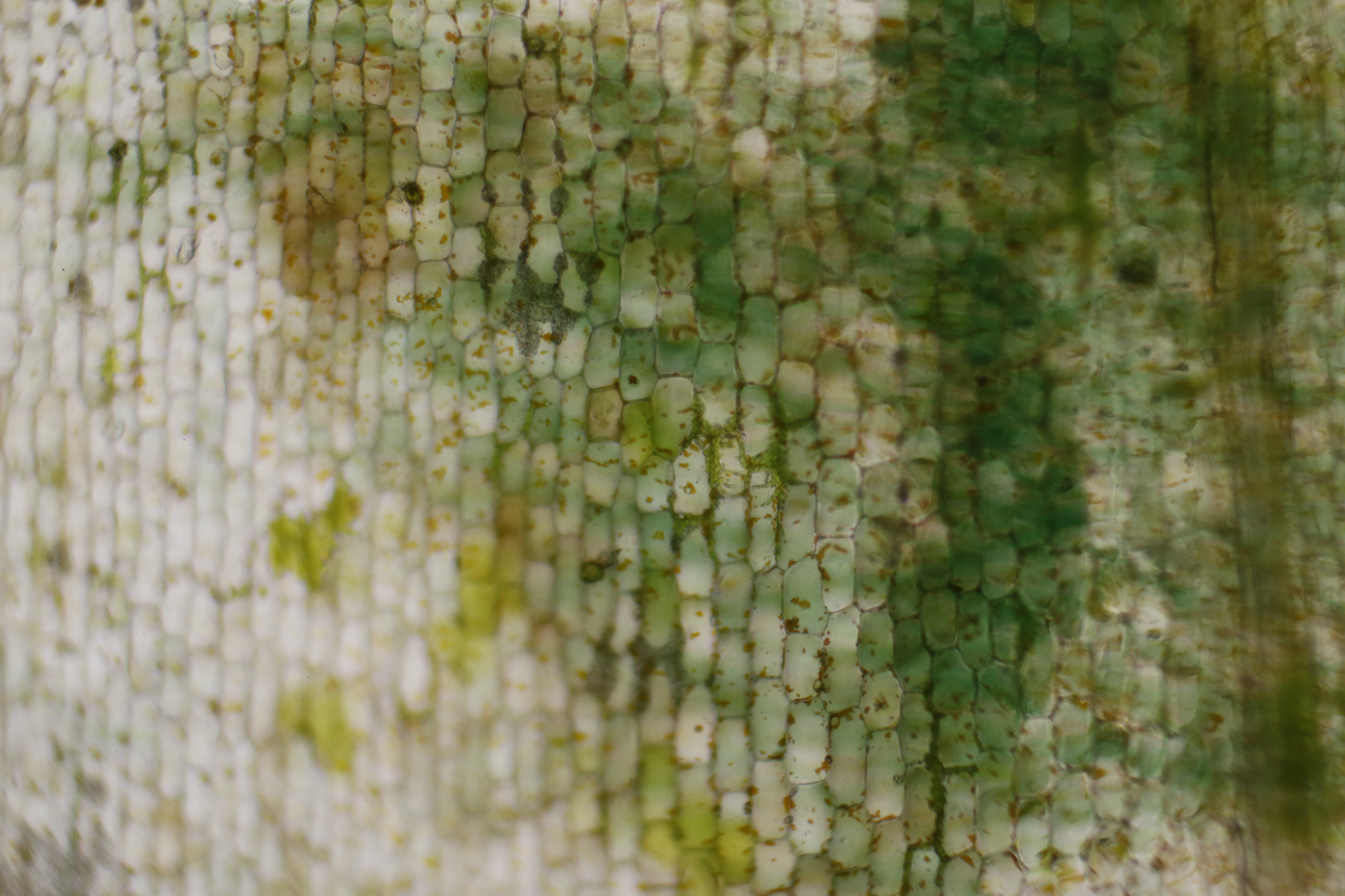 Elodia (detail) / Digital Photo