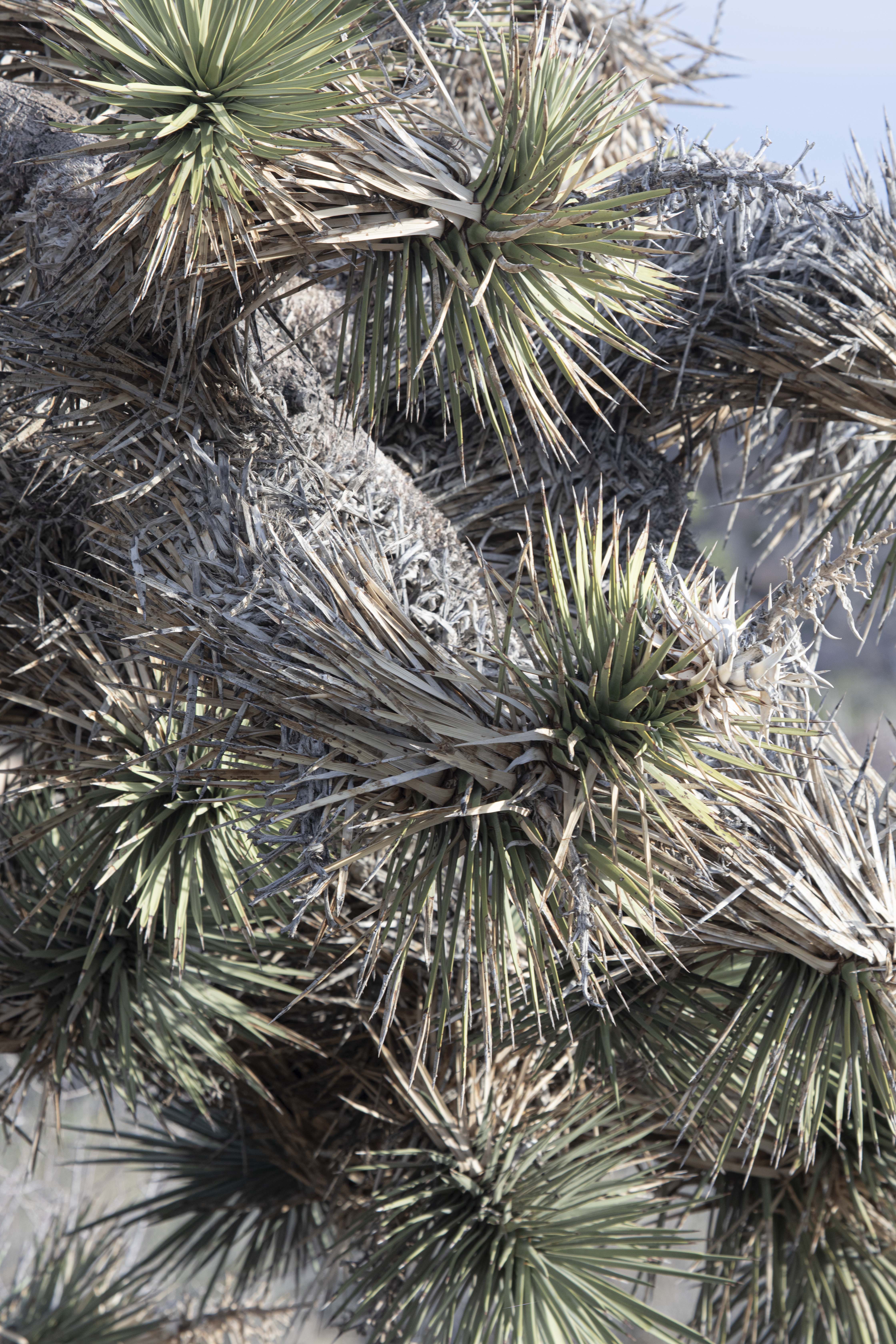 RAF FELIPE RIBON SCENES OF AMERICA DESERTA PHOTOGRAPHY 