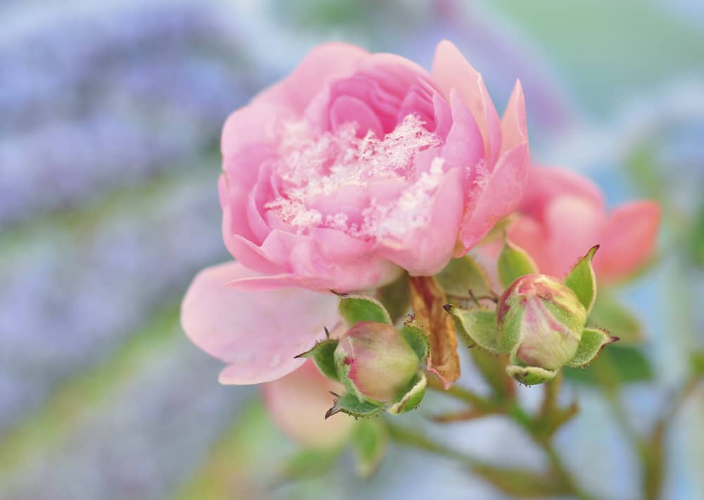 Nr. 172 Rosenschneekristall 