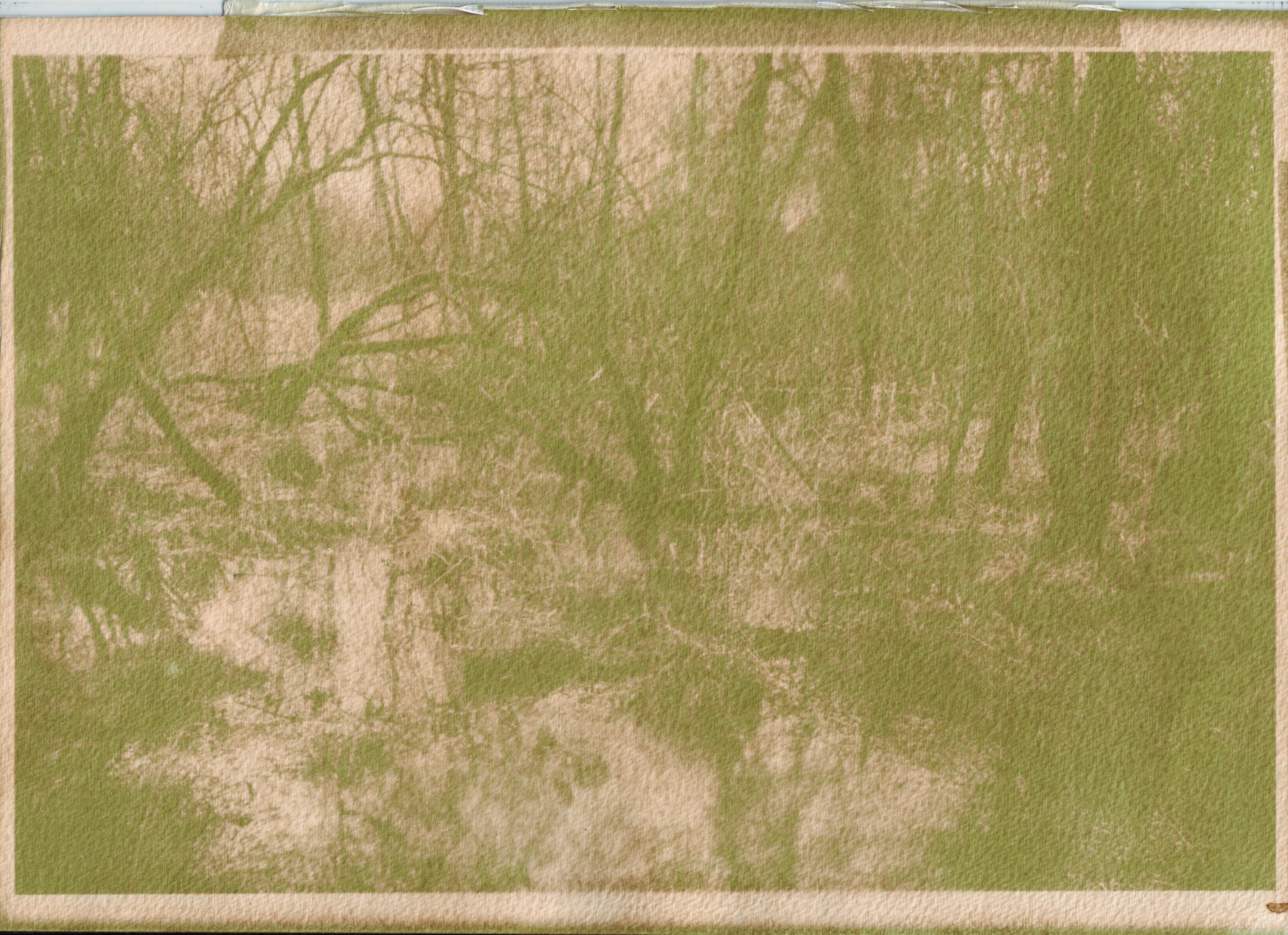 Anthotype, 20 cm X 30 cm, brandnetel