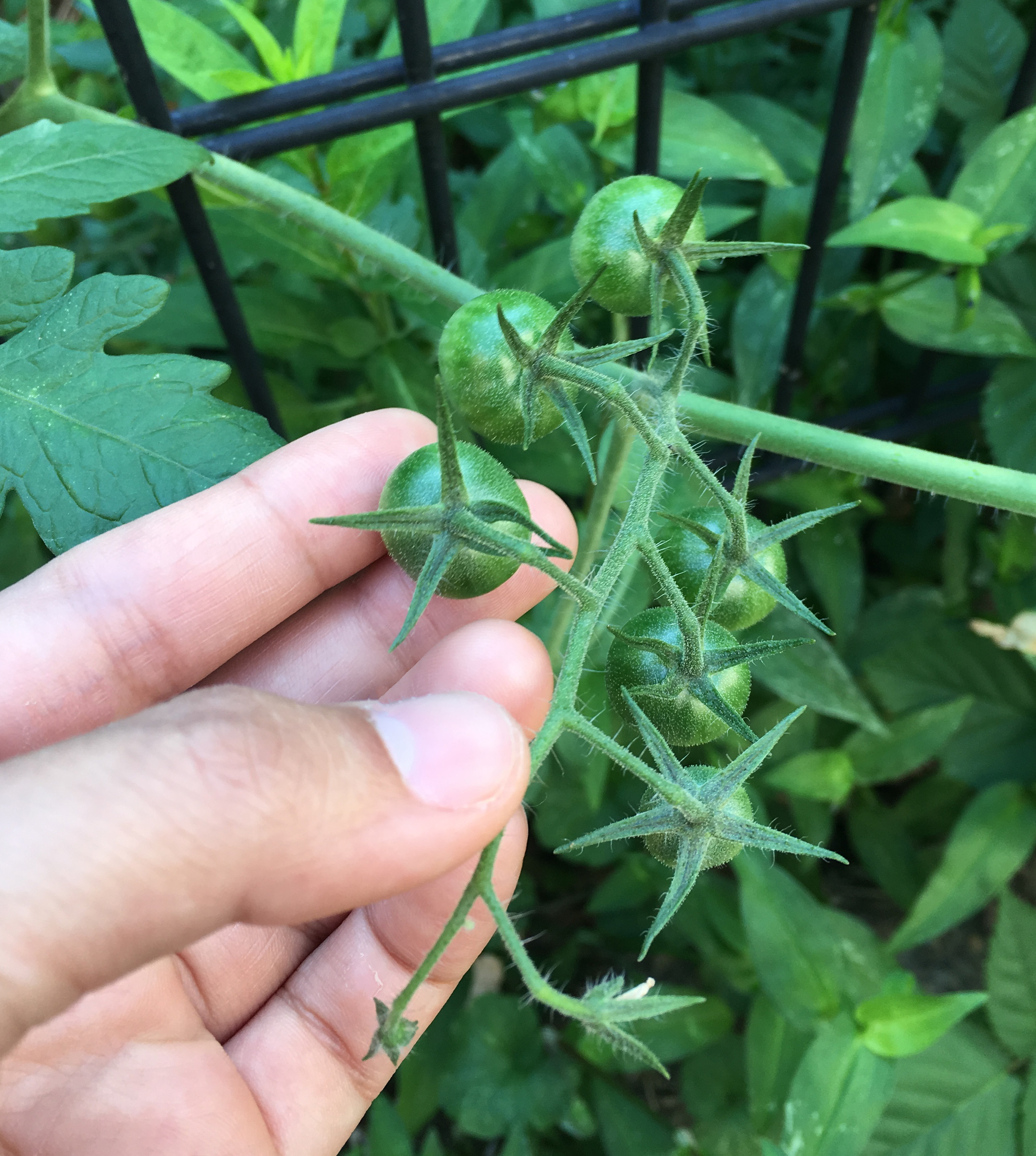 Green Tomato!