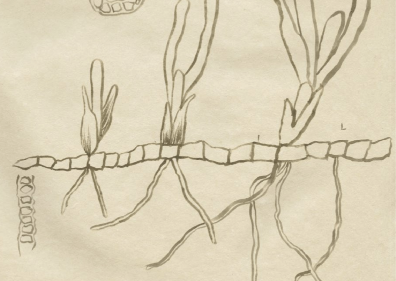 Michele Oka Doner, Dec-April 2020