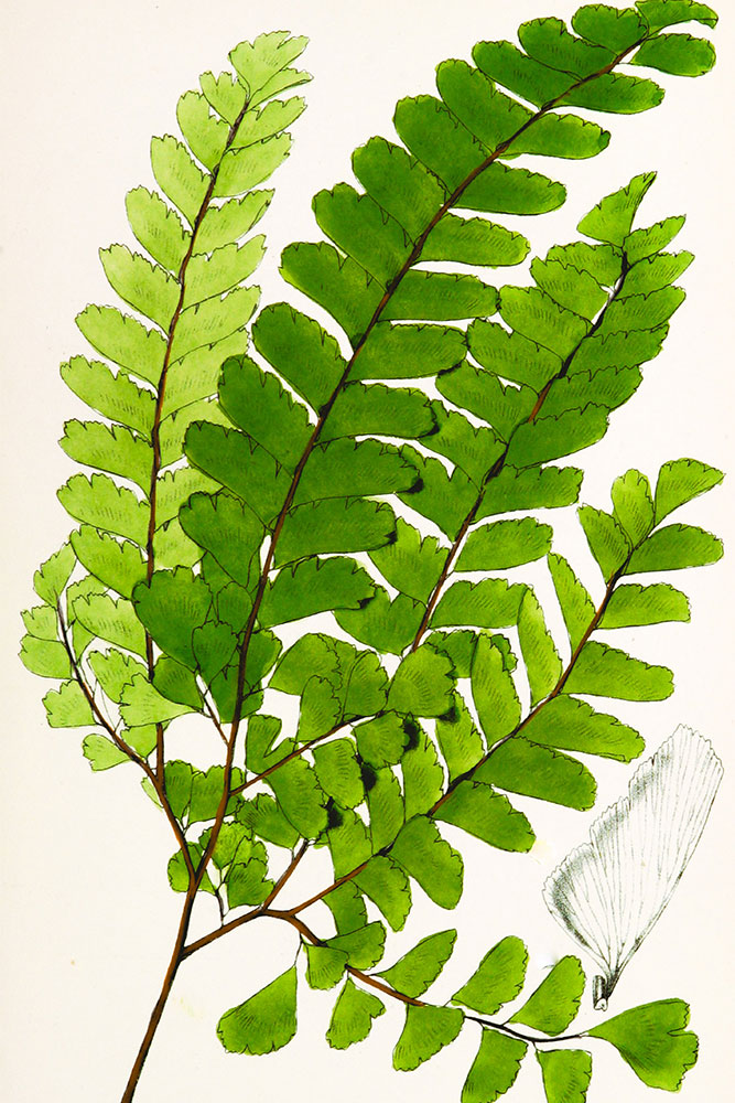 original image by British Library