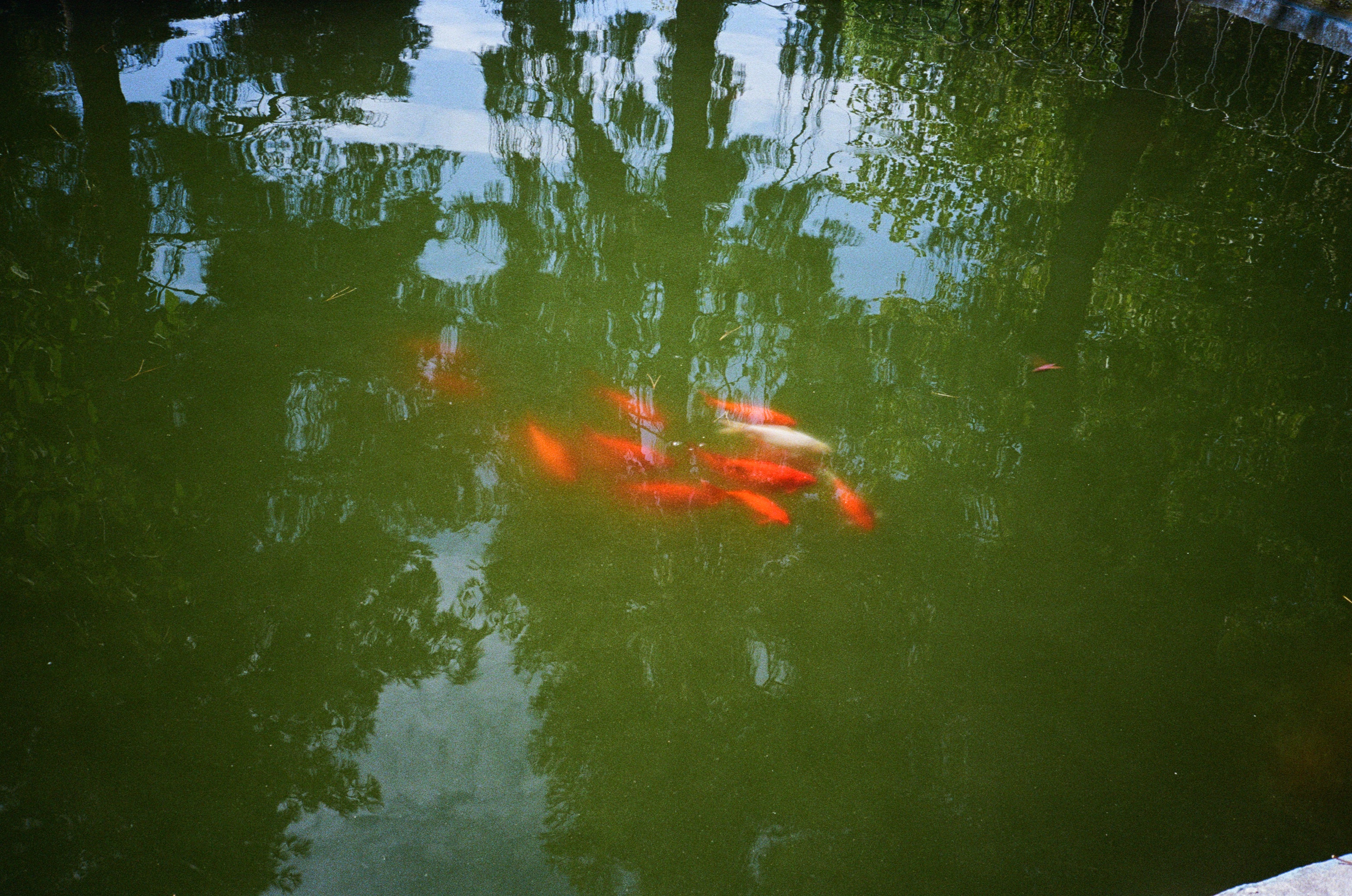 Koi, Athens