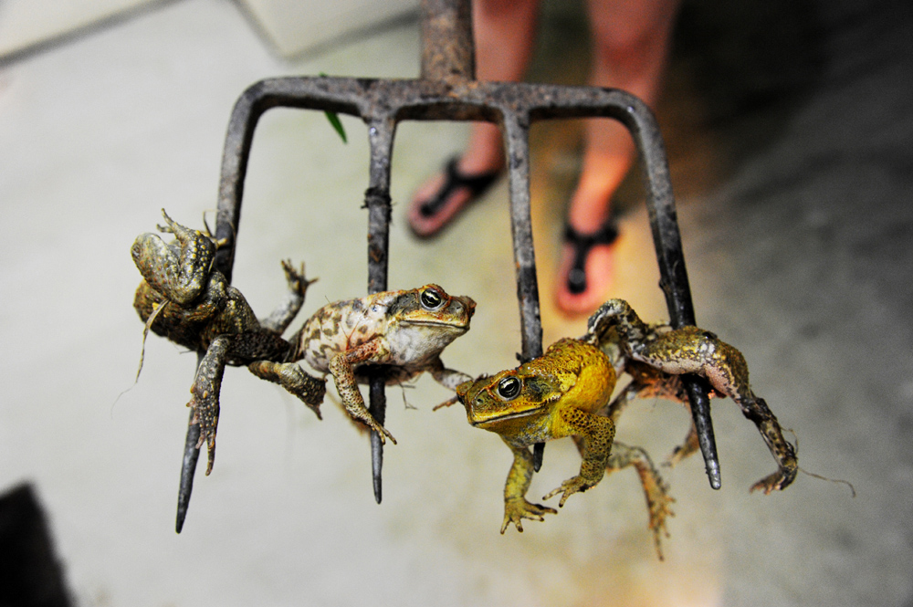 Bufo Marinus Queensland, Australia
