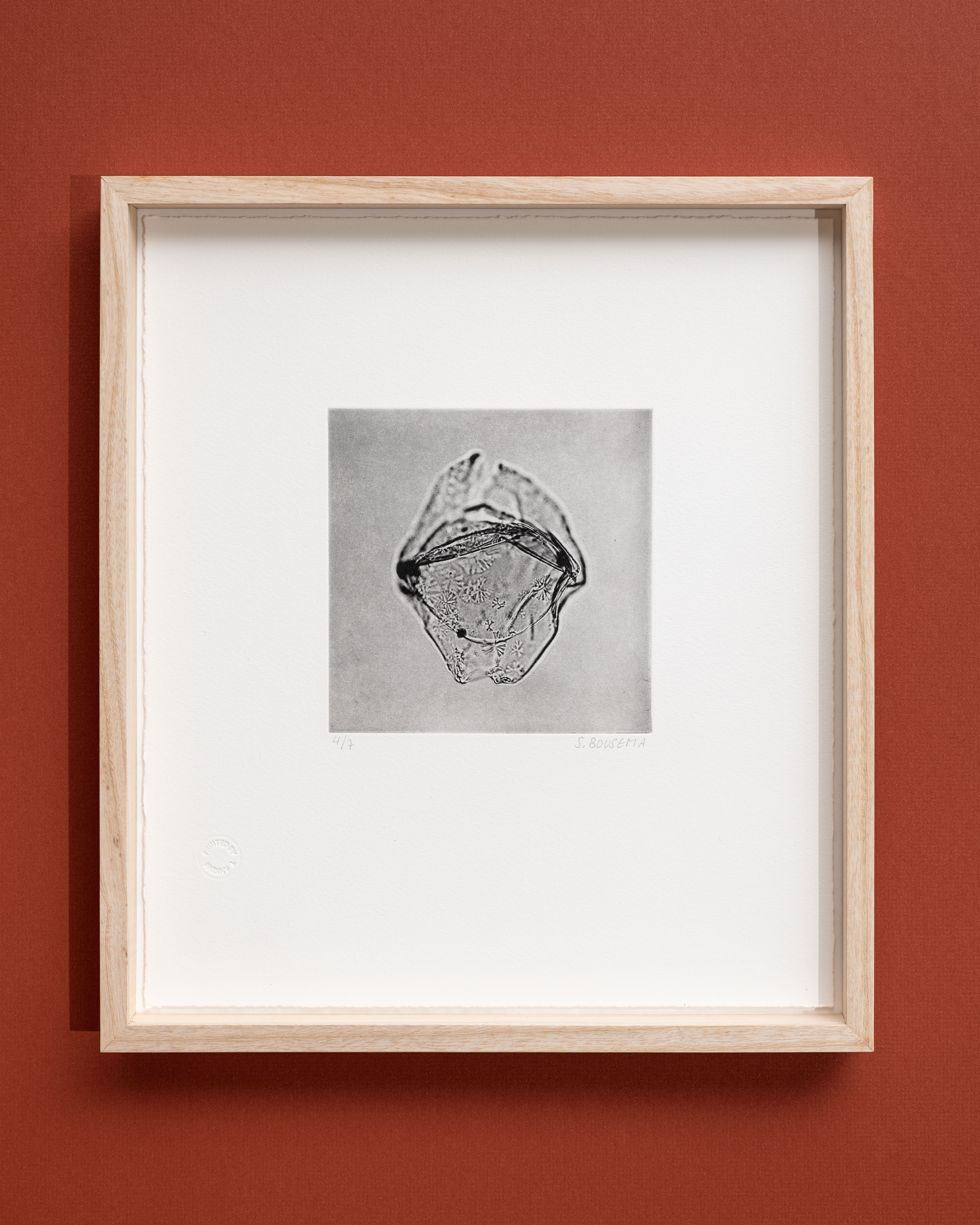 Available: 4/7 - 7/7. Title: Manumiella seelandica