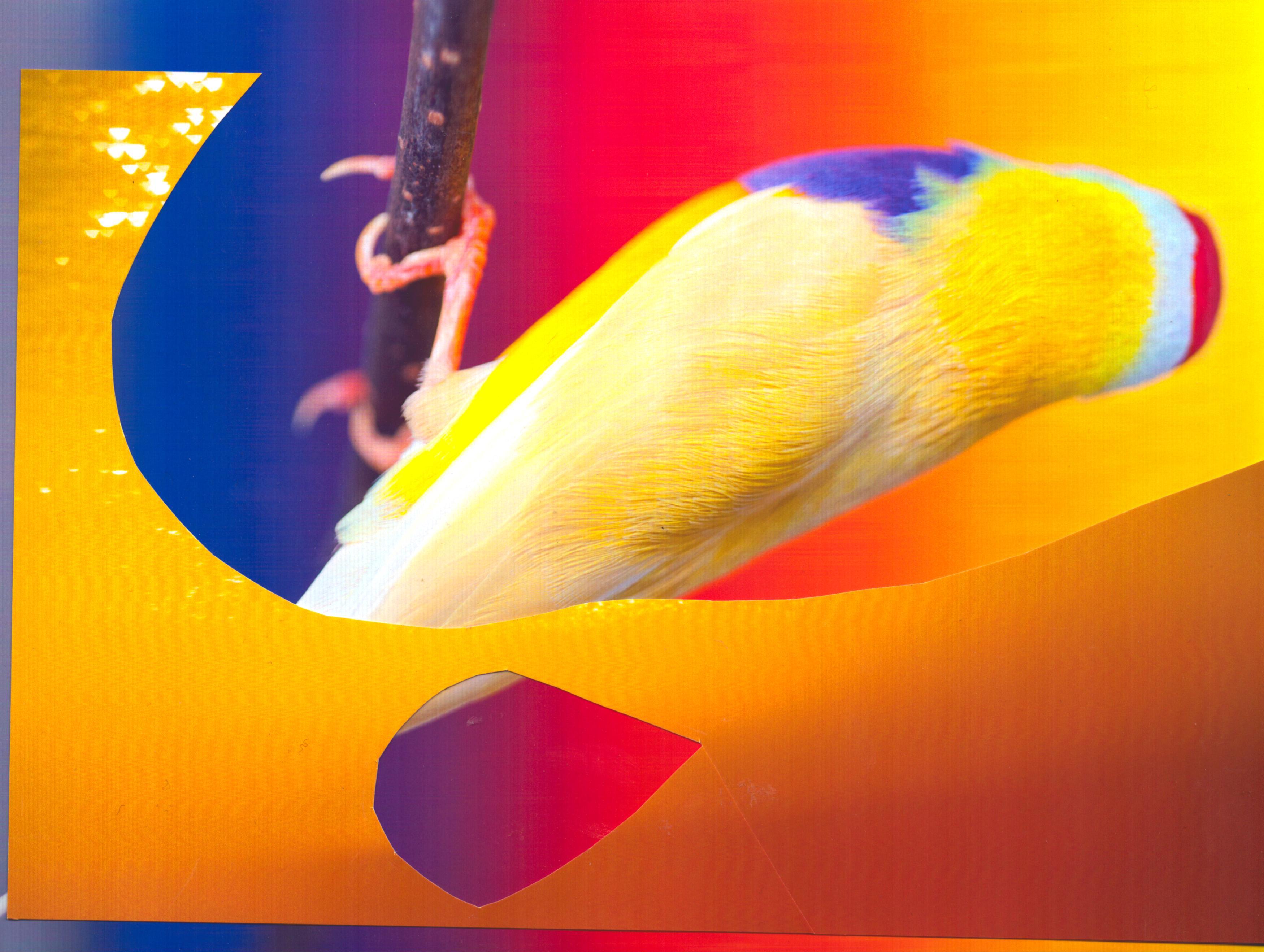 Bird, 2023, photomontage of giclée prints, 30 x 20 cm