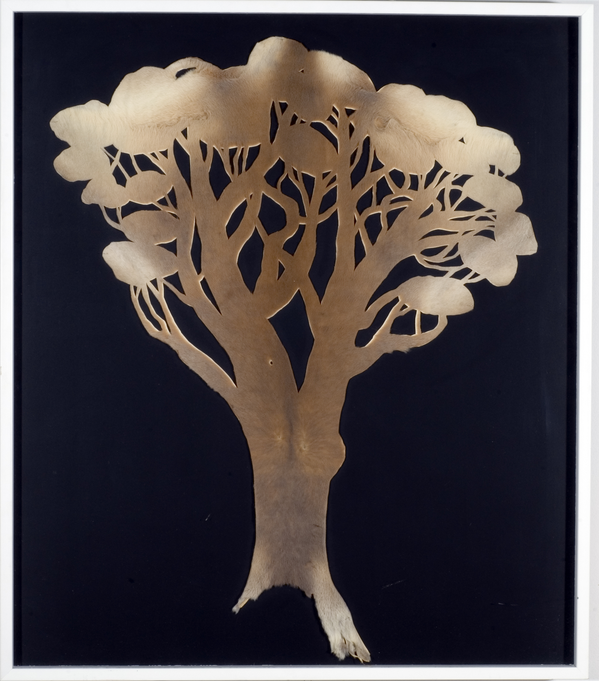 Ghost gum,cut kangaroo fur