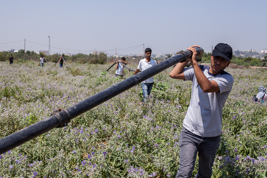 Beit Hanoun, juillet 2012. Action de soutien aux agriculteurs. Quelques personnes viennent aider &agrave; retirer les tuyaux d'irrigation d'un champ en friche proche de la buffer zone. La buffer zone est une bande de terre de parfois plus de 1km s&eacute;parant la fronti&egrave;re des fermes. Les isra&eacute;liens l'ont mise en place au d&eacute;triment des fermiers qui y poss&eacute;daient des cultures. Ils tirent &agrave; vue sur quiconque s'aventure dans cette zone.