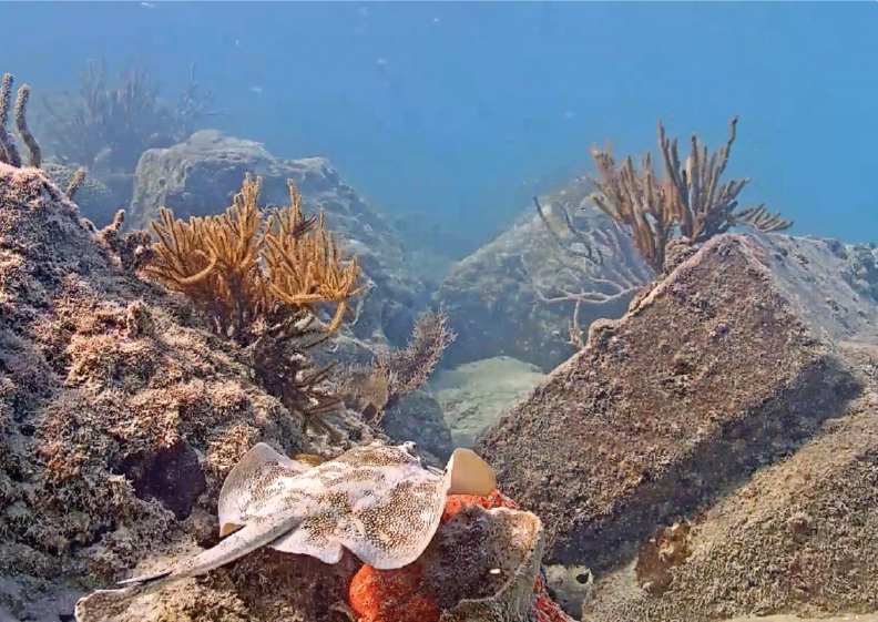 Coral Morphologic, Feb 2020