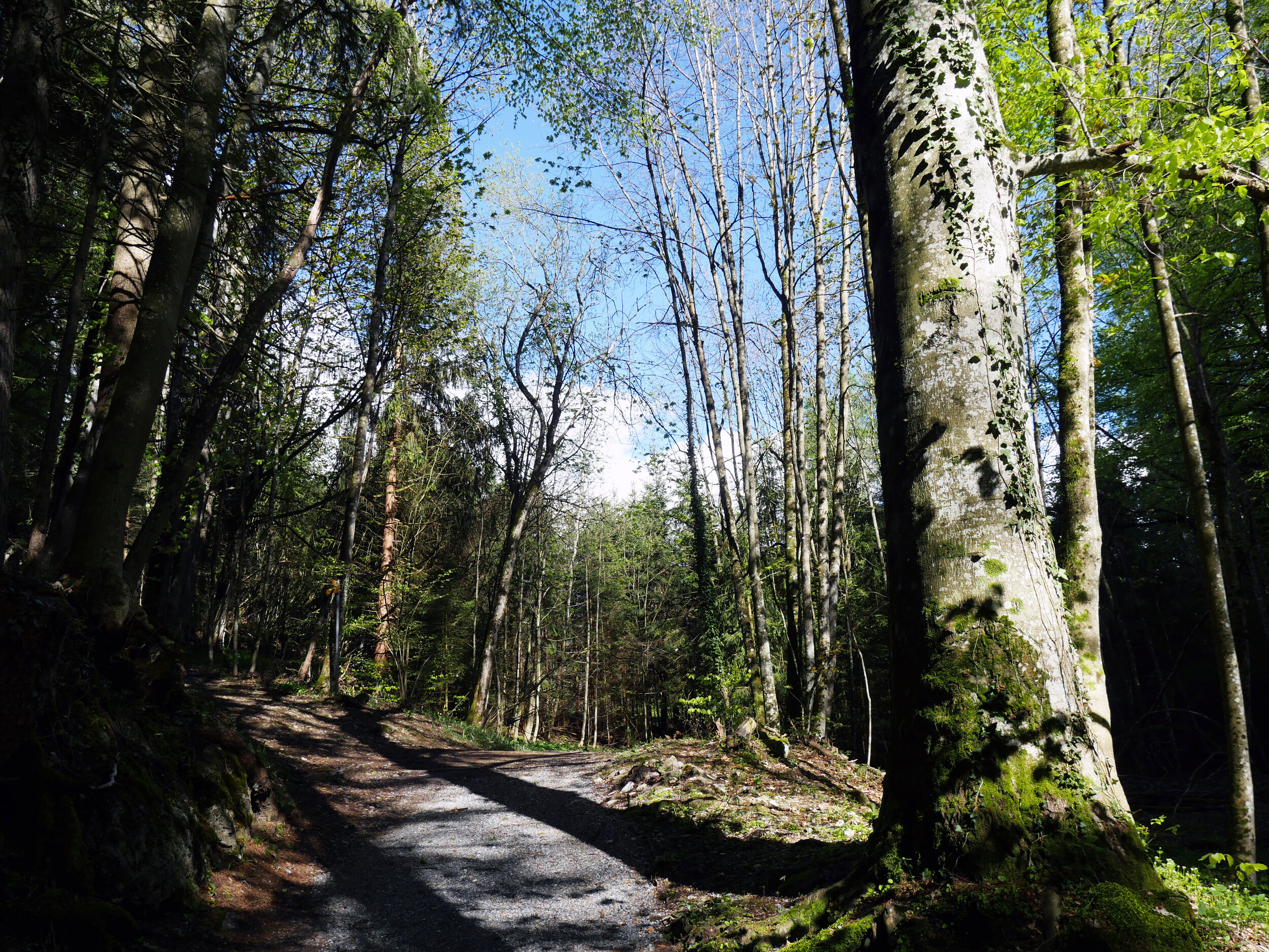 Walking Path to Villars, Switzerland, 2021