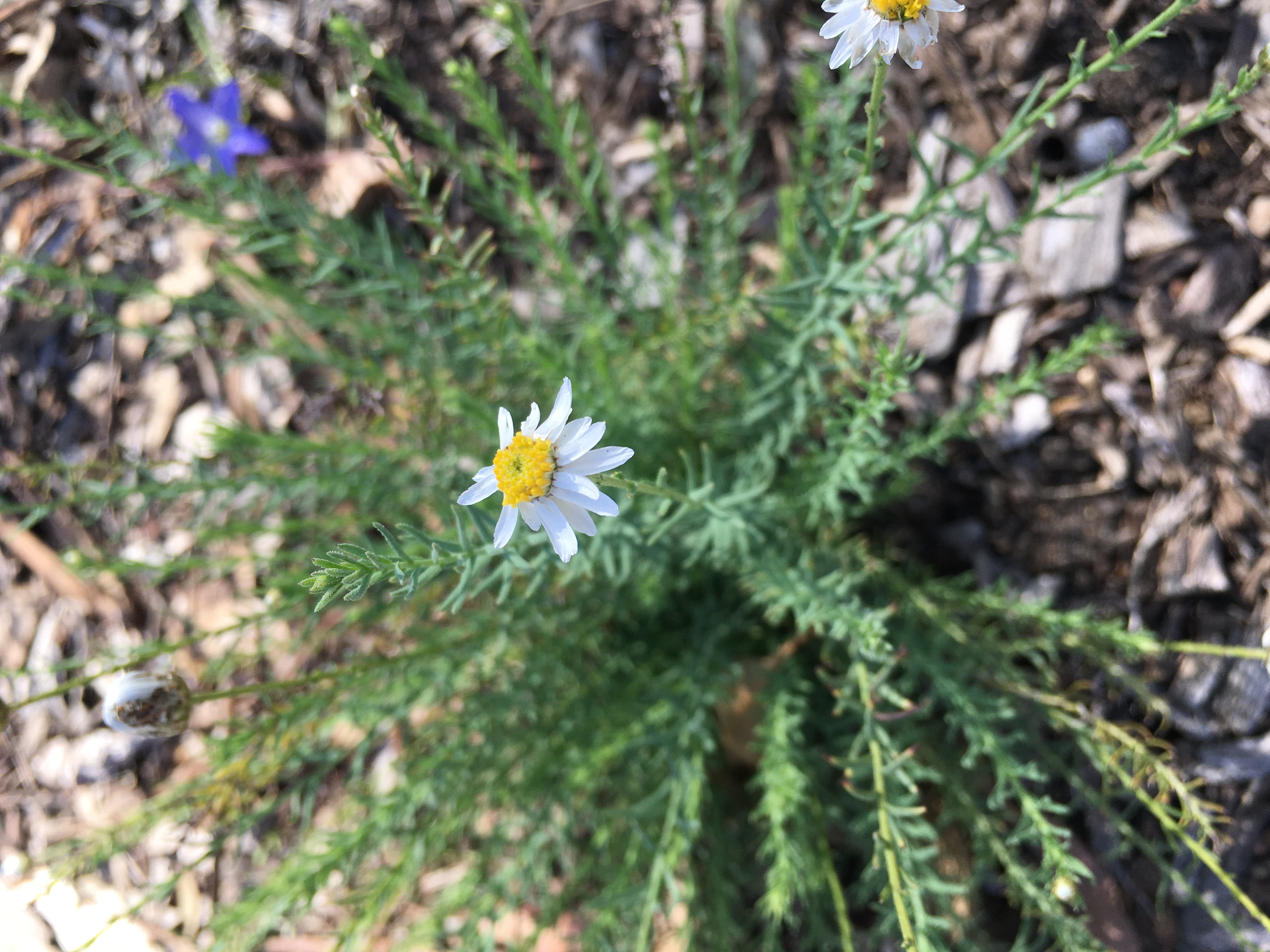 chamomile sunray (rhodanthe anthemoides)