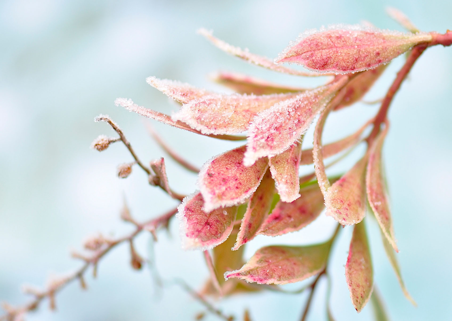 Nr. 265 Winterblättchen