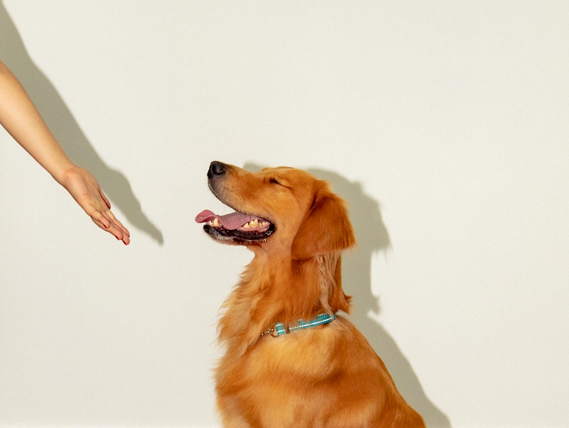 OneDegree Pet Insurance