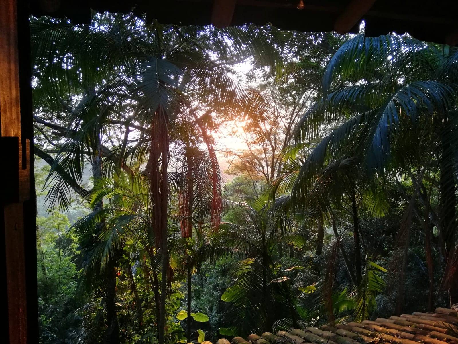 Stunning jungle views from Remo Hostel, a tree house in Brazil, Paraty Mirim