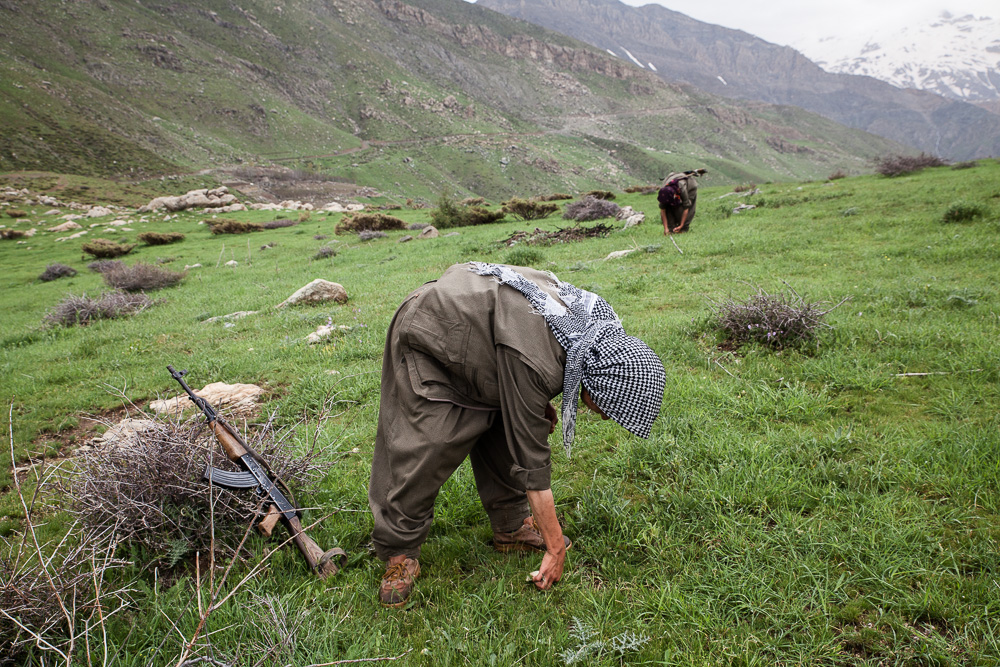 Qandil, kurdistan Les guerileros trouvent dans la nature de quoi s'alimenter. Cette jeune fille vient d'Allemagne. Elle a choisi de rejoindre la guerilla et son mode de vie par conviction. Le choc des modes de vie a &eacute;t&eacute; dur, mais pour rien au monde elle ne regrette son choix. Les guerilleros viennent de toutes origines, mais tous adh&egrave;rent aux valeurs du PKK. On trouve aussi bien d'anciens &eacute;tudiants que des jeunes &eacute;chappant &agrave;lajustice dans leur pays d'origine. A leur entr&eacute;e dans la guerilla, ils prennent un nom de guerre.