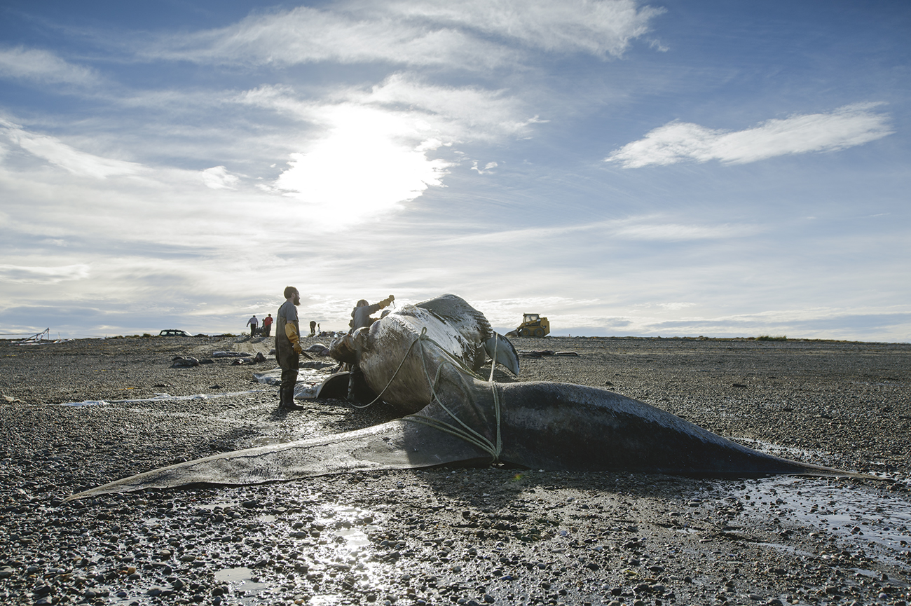 Asociación de Investigadores del Museo de Historial Natural Río SecoProceso de descarne de una ballena azul (Balaenoptera musculus) I, 2018Digital photograph100 x 150 cmPhoto ©Cristóbal Marambio