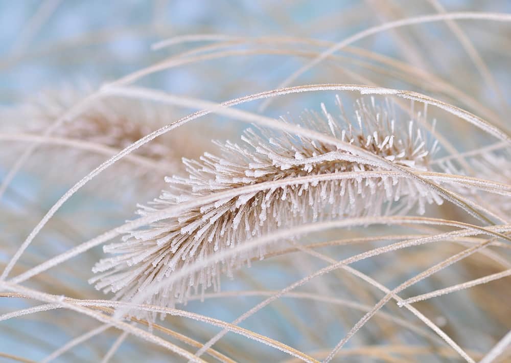 Nr. 126 filigran-geschwungen, wieder lieferbar!