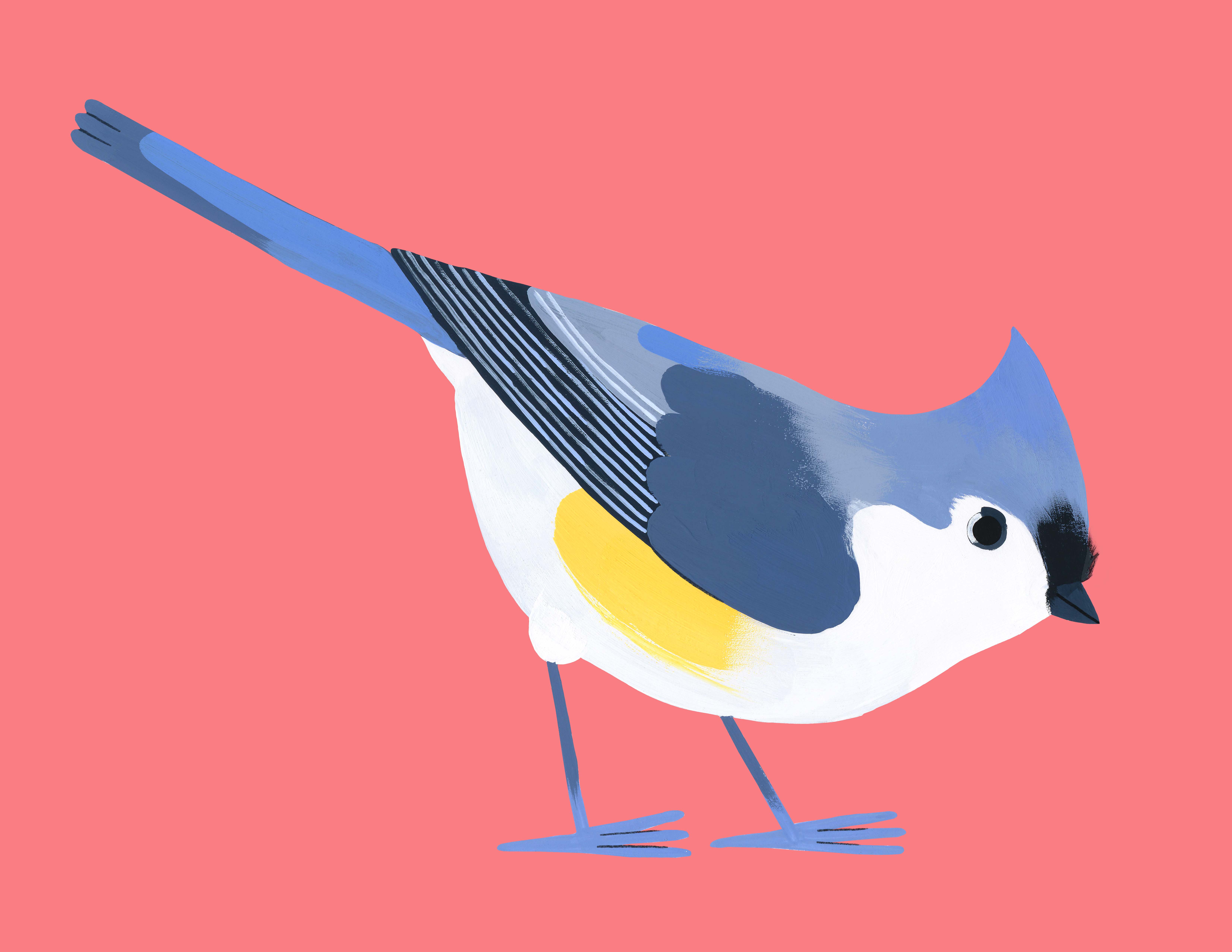 M&eacute;sange bicolore